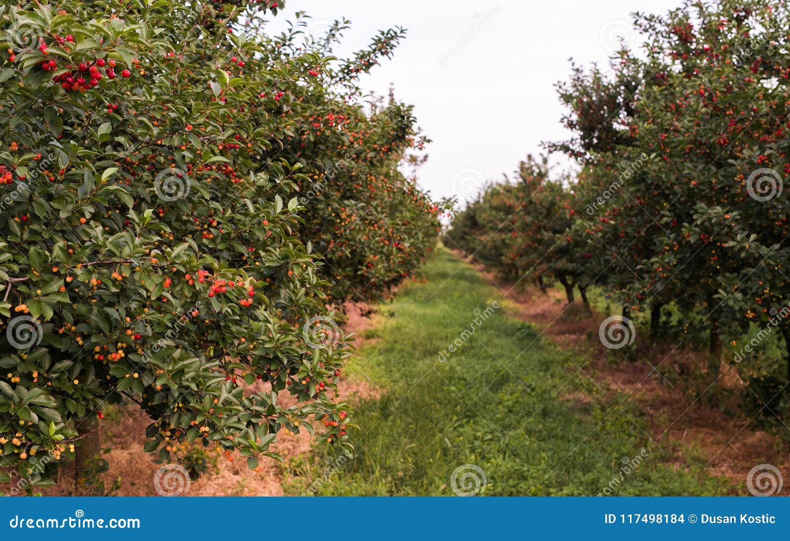 Ripe cherry orchard field stock photo. Image of cehry 117498184