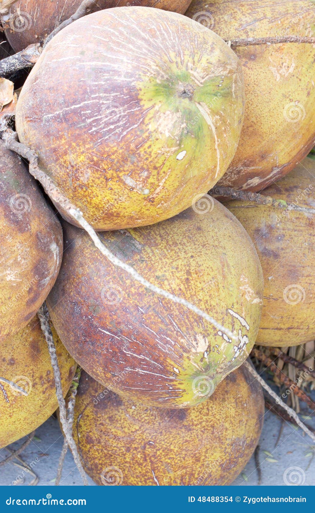 Ripe Coconut Fruit Bunch. stock photo. Image of exotic 48488354
