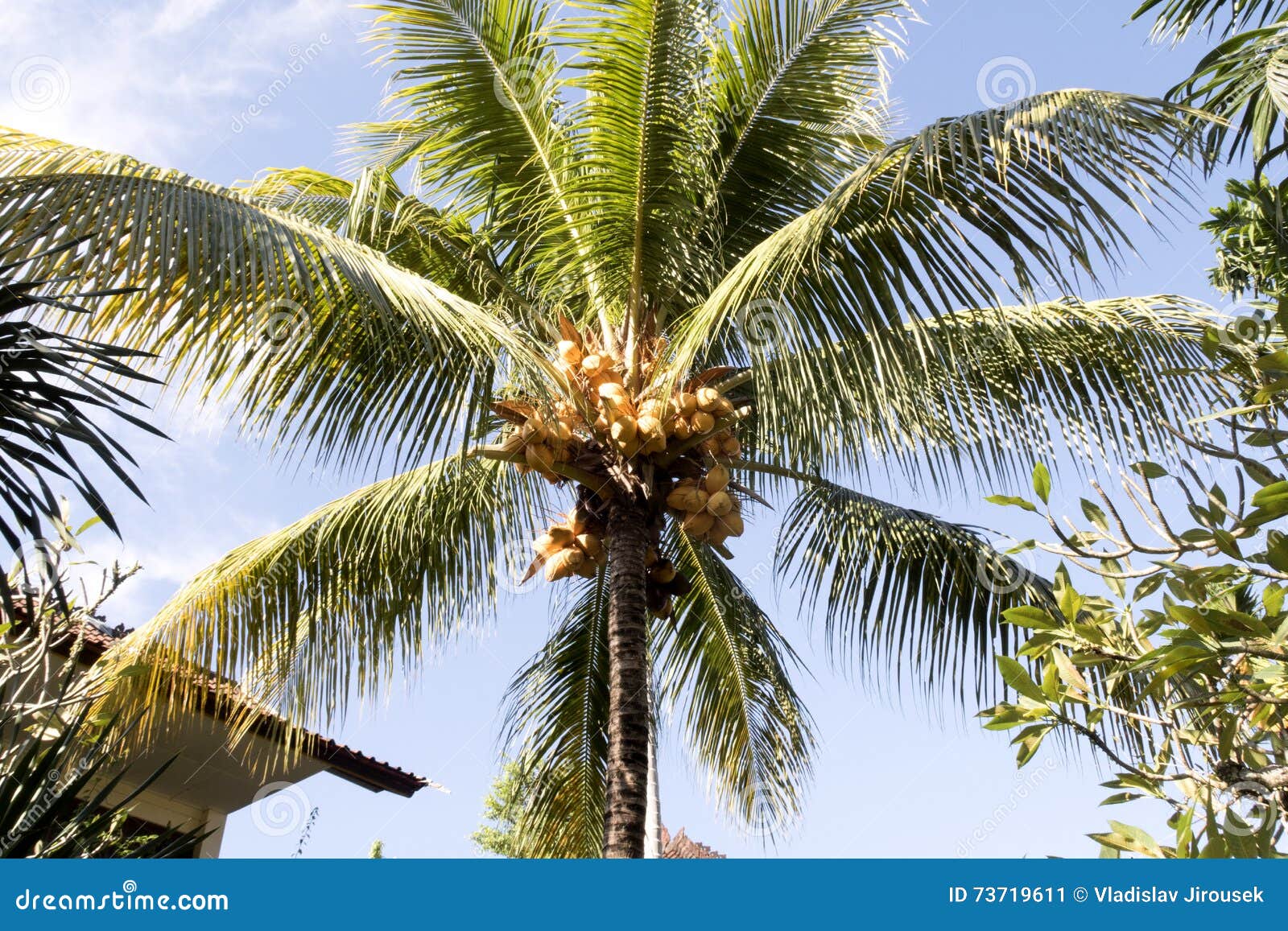 Coconuts Indonesia. Ripening Fruits Of Coconut Palm. Island Of Bali