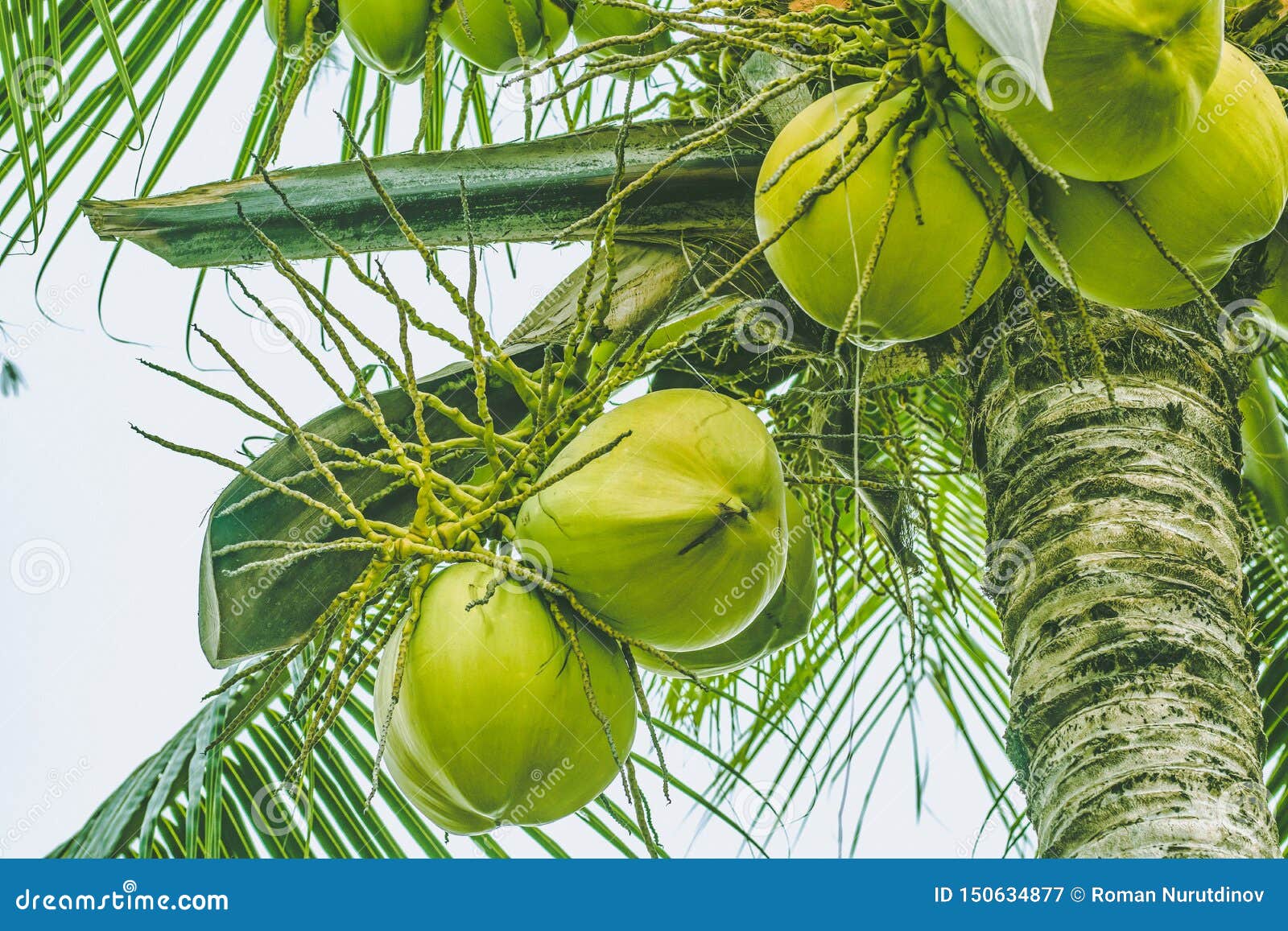 Ripe Coconuts On A Palm Tree Royalty-Free Stock Photography ...