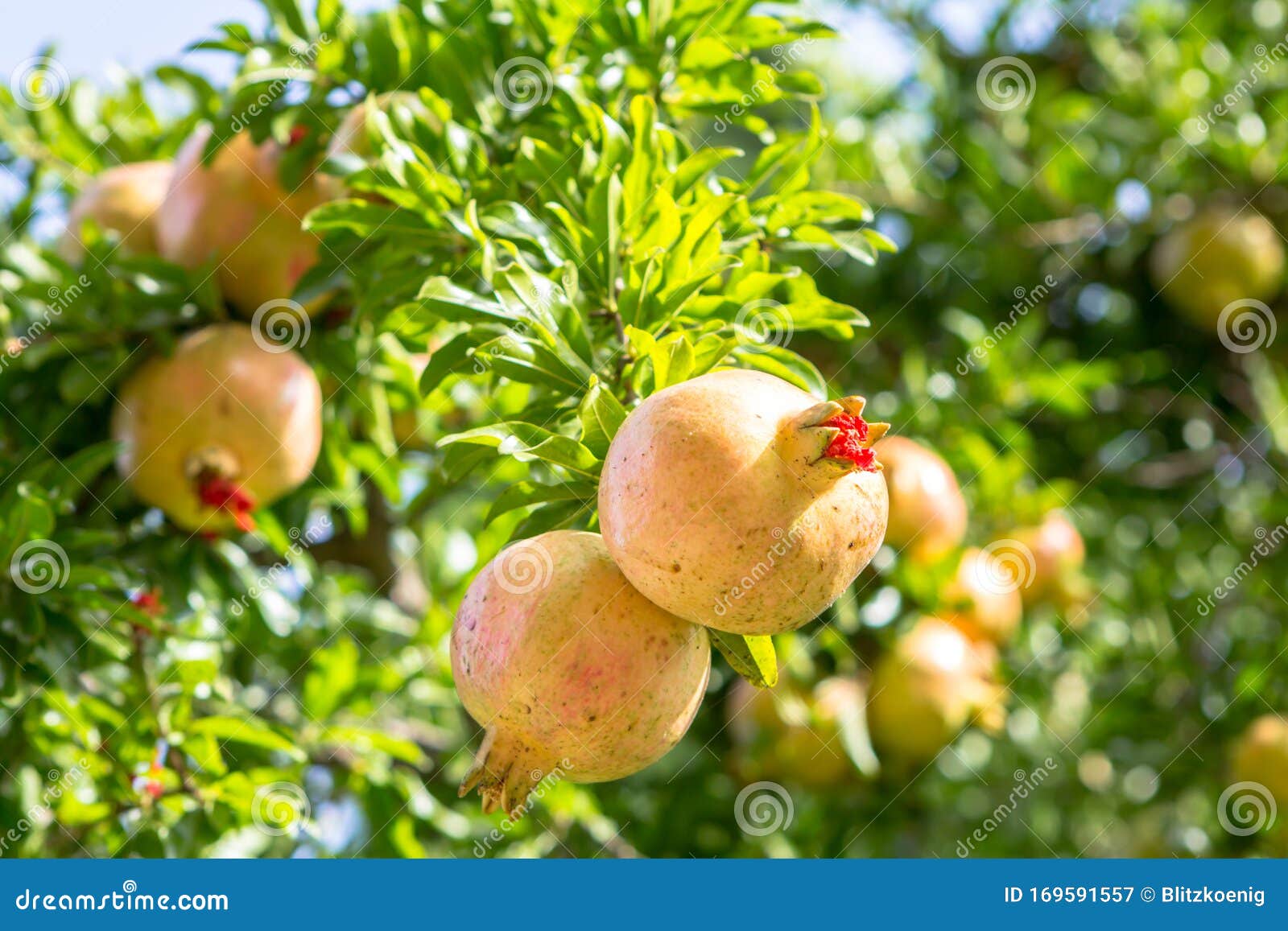 ripe colorful pomegranate fruit on tree branch