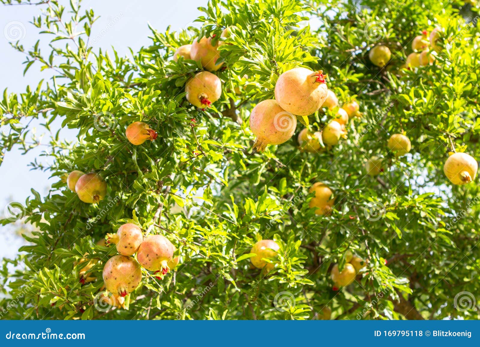 ripe colorful pomegranate fruit on tree branch