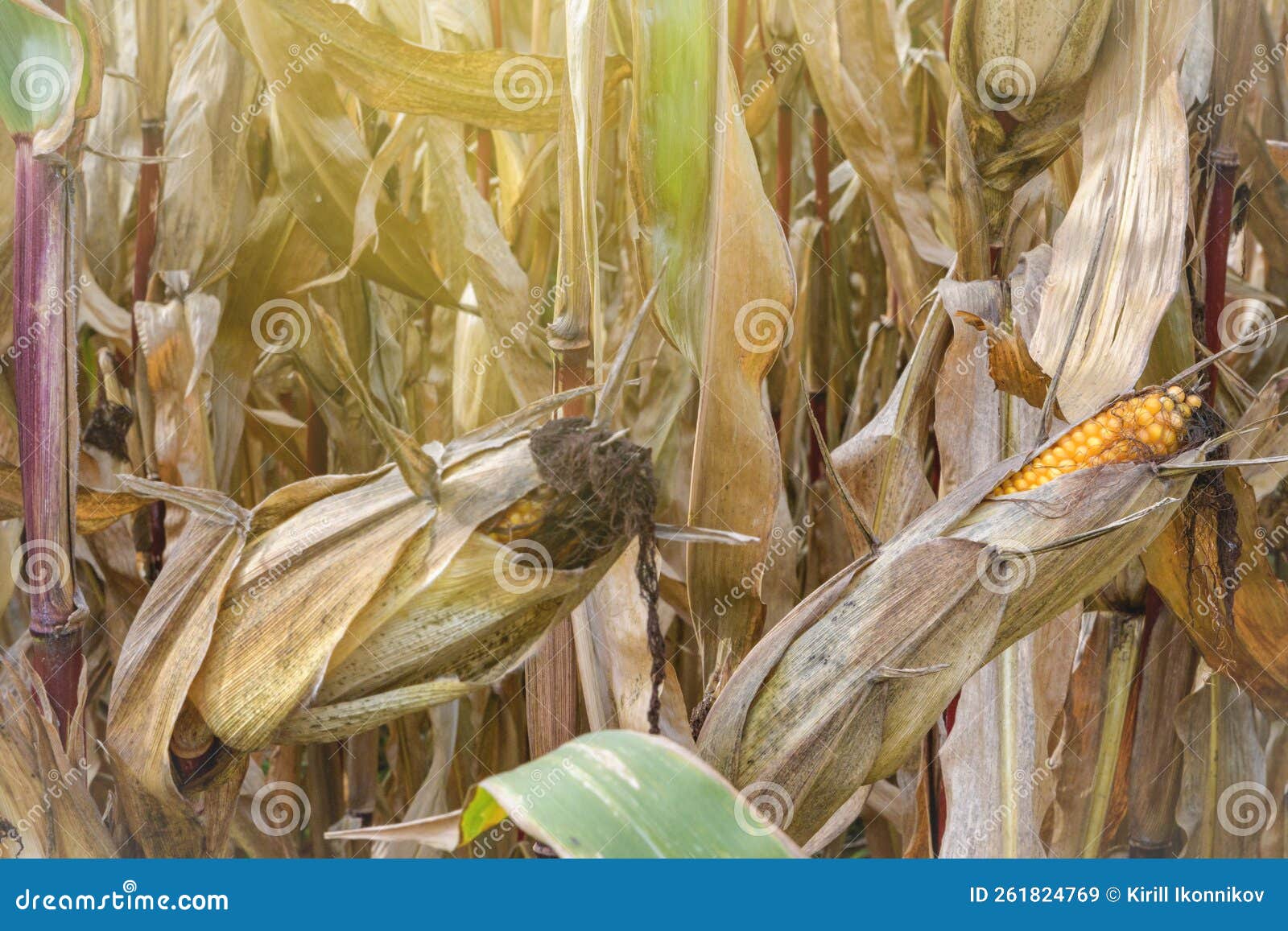 Ripe Corn Cobs. Harvest Moment Stock Image Image of leaf, drought