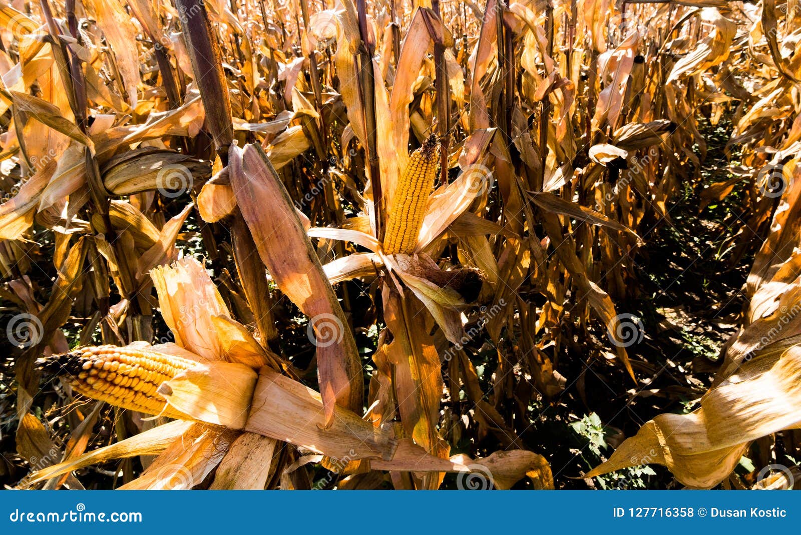 Ripe Corn on Stalk in Field before Harvest Stock Photo Image of stalk