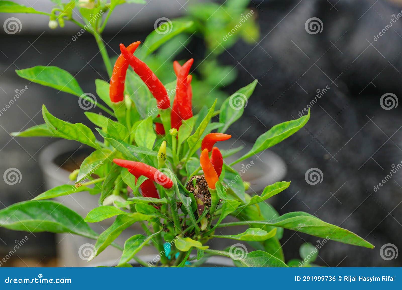 Ripe Chili Plants are Marked in Red Stock Photo Image of plant