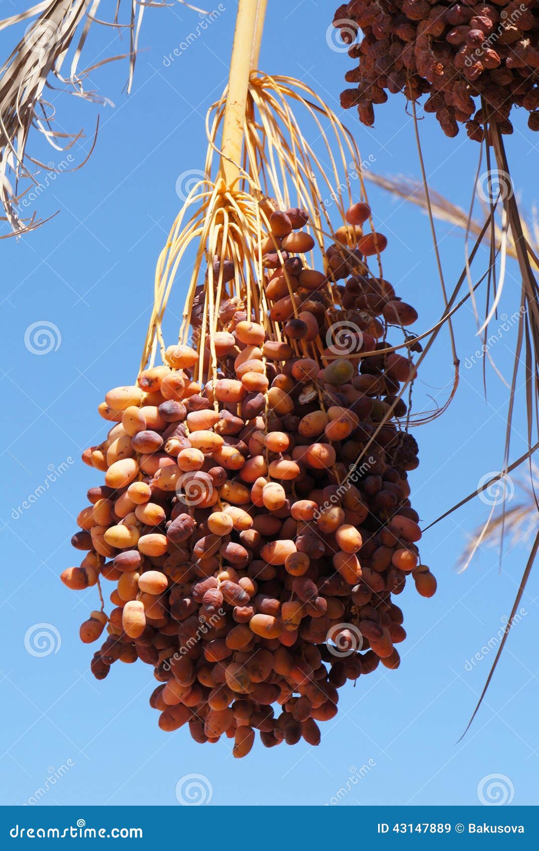 Ripe Dates on the Palm Tree Stock Image Image of healthy, nutrition