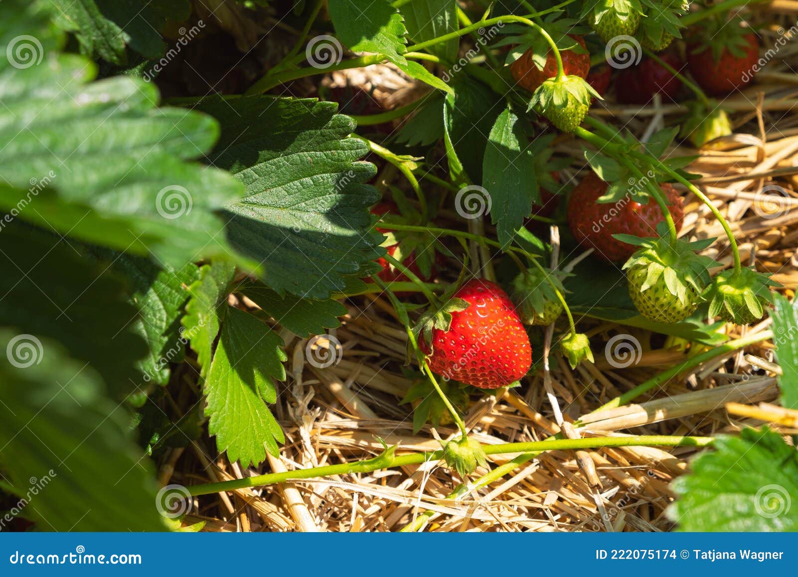 Ripe Delicious Strawberries in the Beds Stock Photo Image of berry