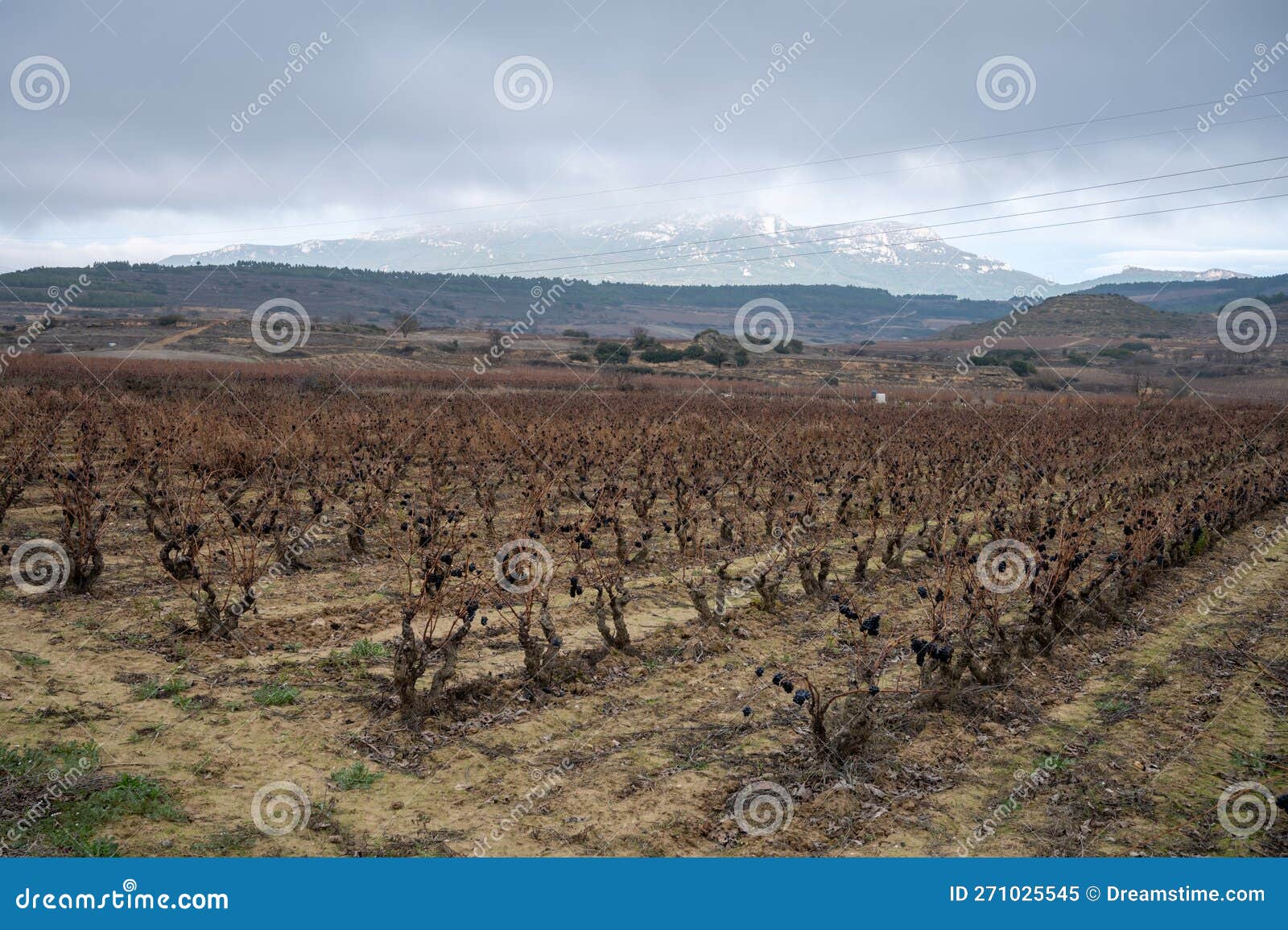 ripe and dry bunches of red tempranillo grapes after harvest, vineyards of la rioja wine region in spain, rioja alavesa in winter