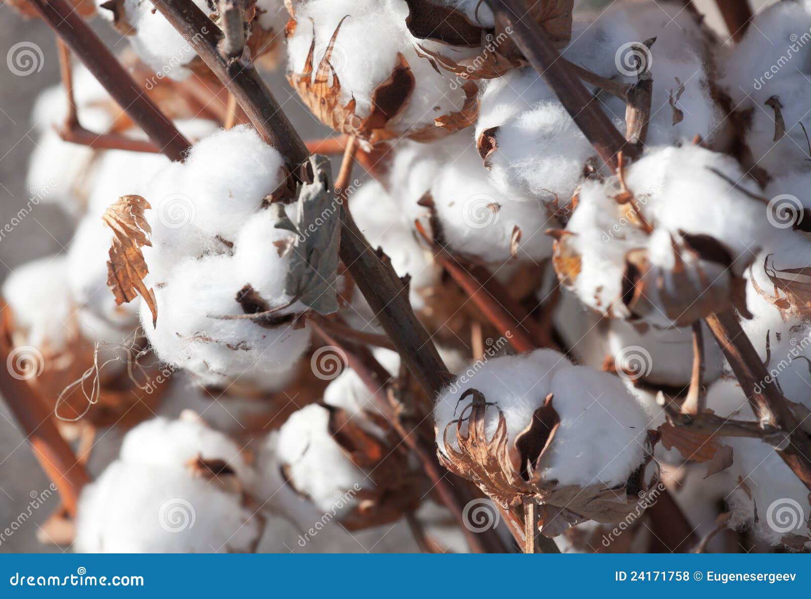 Ripe dry cotton plant stock photo. Image of agriculture 24171758