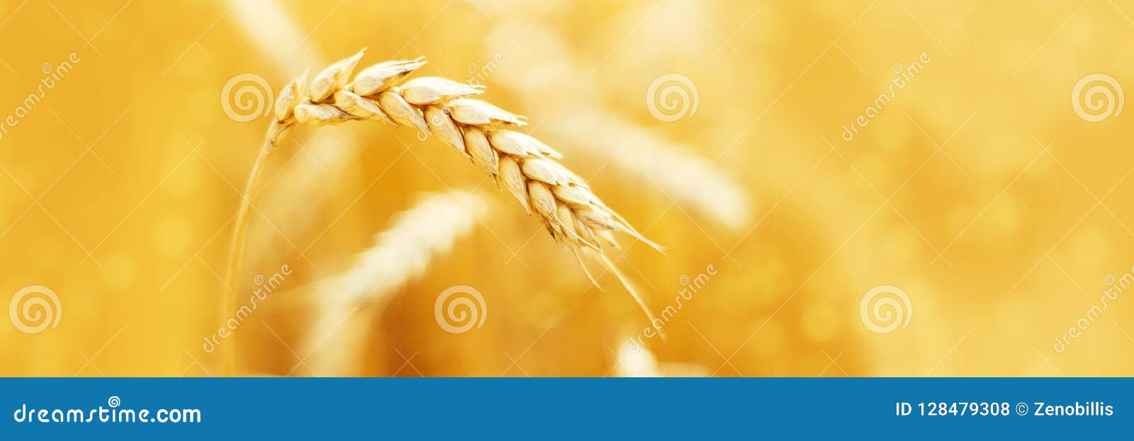 ripe ears of rye in field during harvest. agriculture summer landscape. rural scene. macro. panoramic image