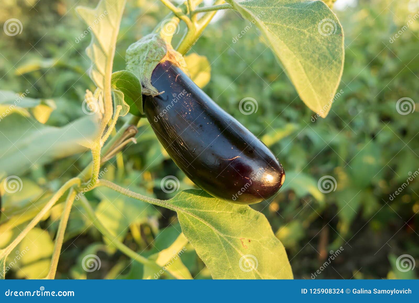 Ripe eggplant stock photo. Image of fruits, greenhouse 125908324