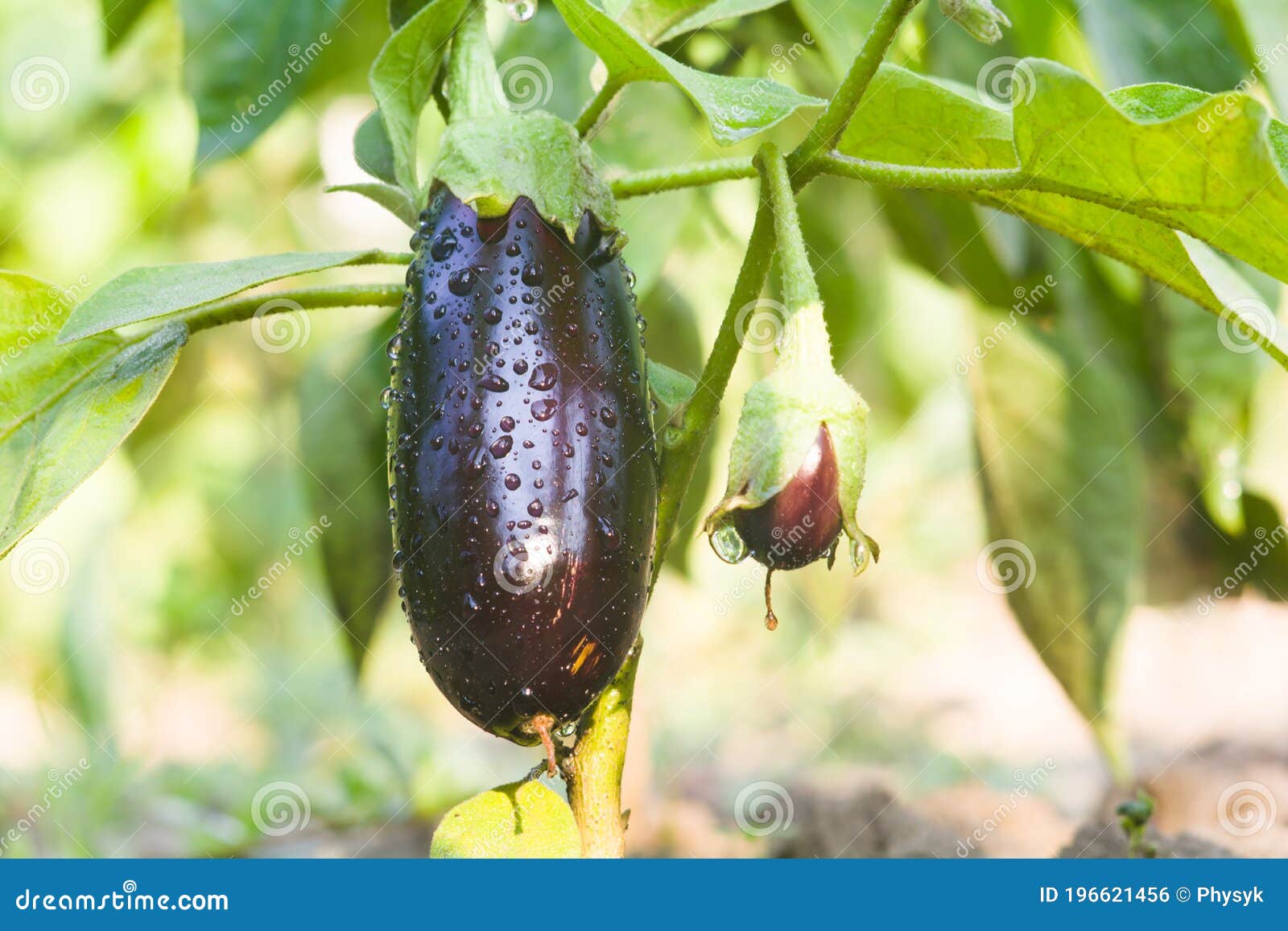 Ripe Eggplant Ripens in the Garden on the Bush Stock Photo Image of