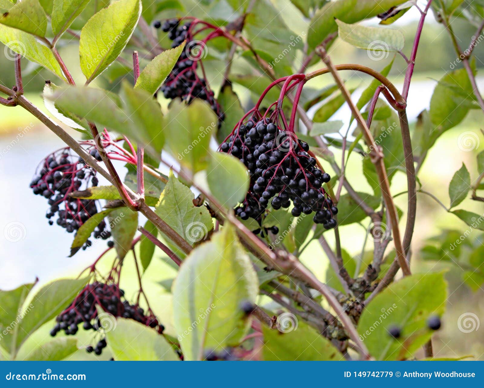 Ripe Elderberries Growing Wild in a Tree by the Canal Stock Image