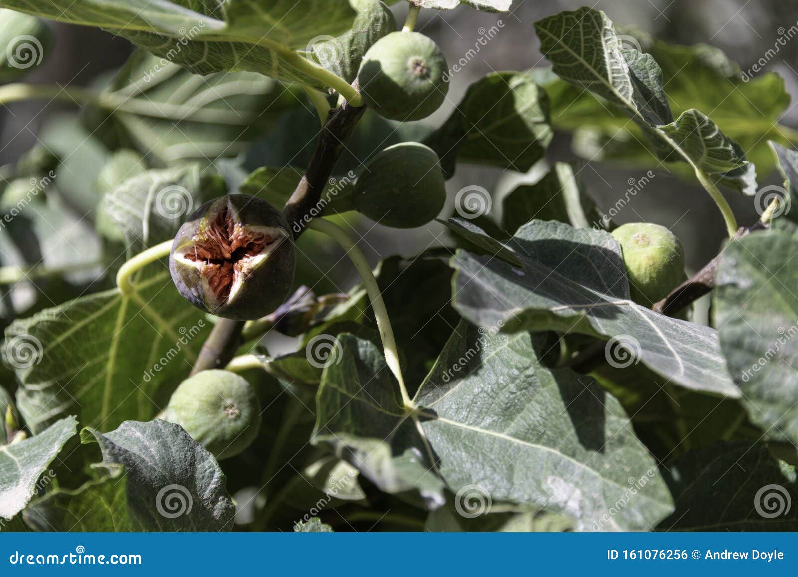 Ripe Fig Fruit on Tree Revealing Its Red Inside Stock Photo Image of