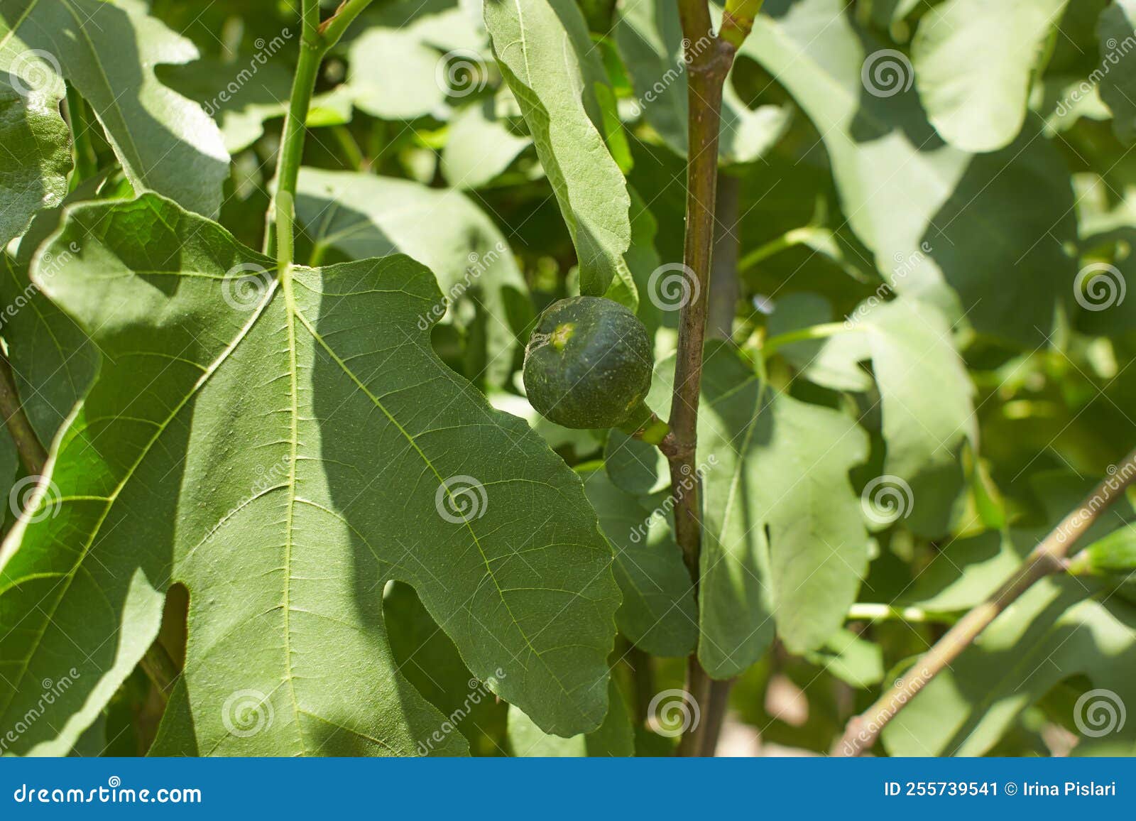Ripe Fig Fruits in the Canopy of the Tree Stock Image Image of branch