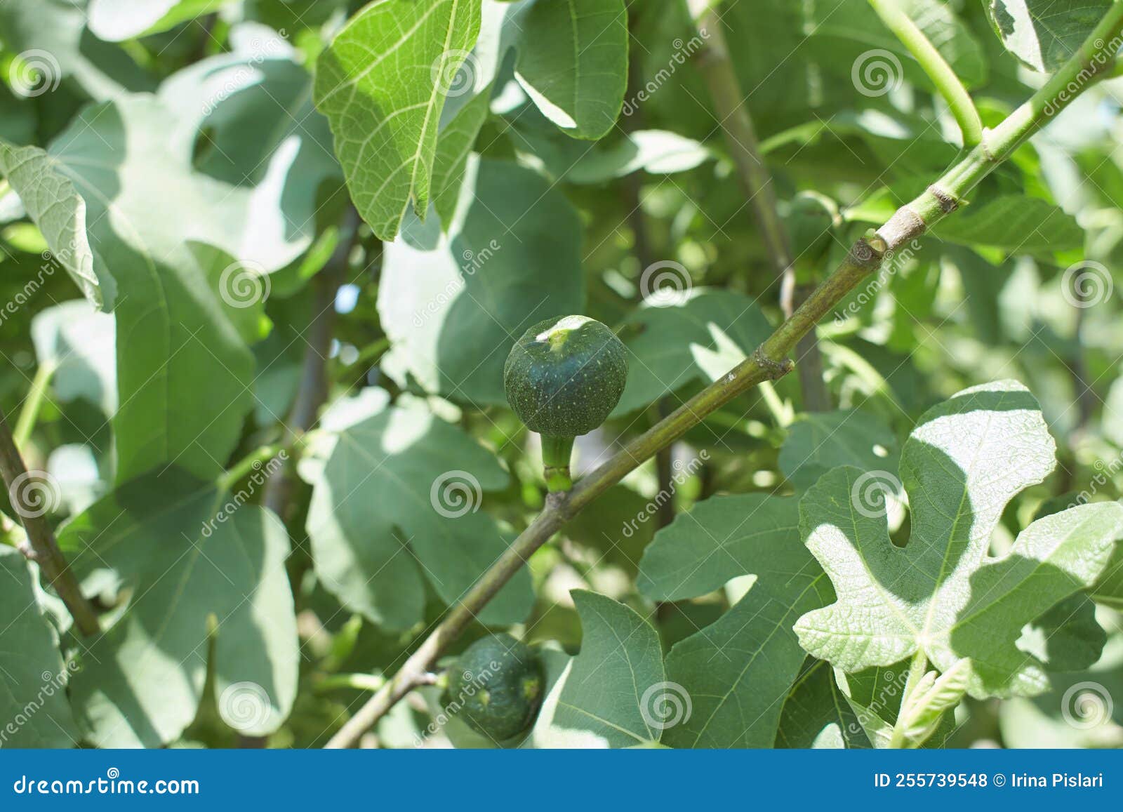 Ripe Fig Fruits in the Canopy of the Tree Stock Photo Image of jungle