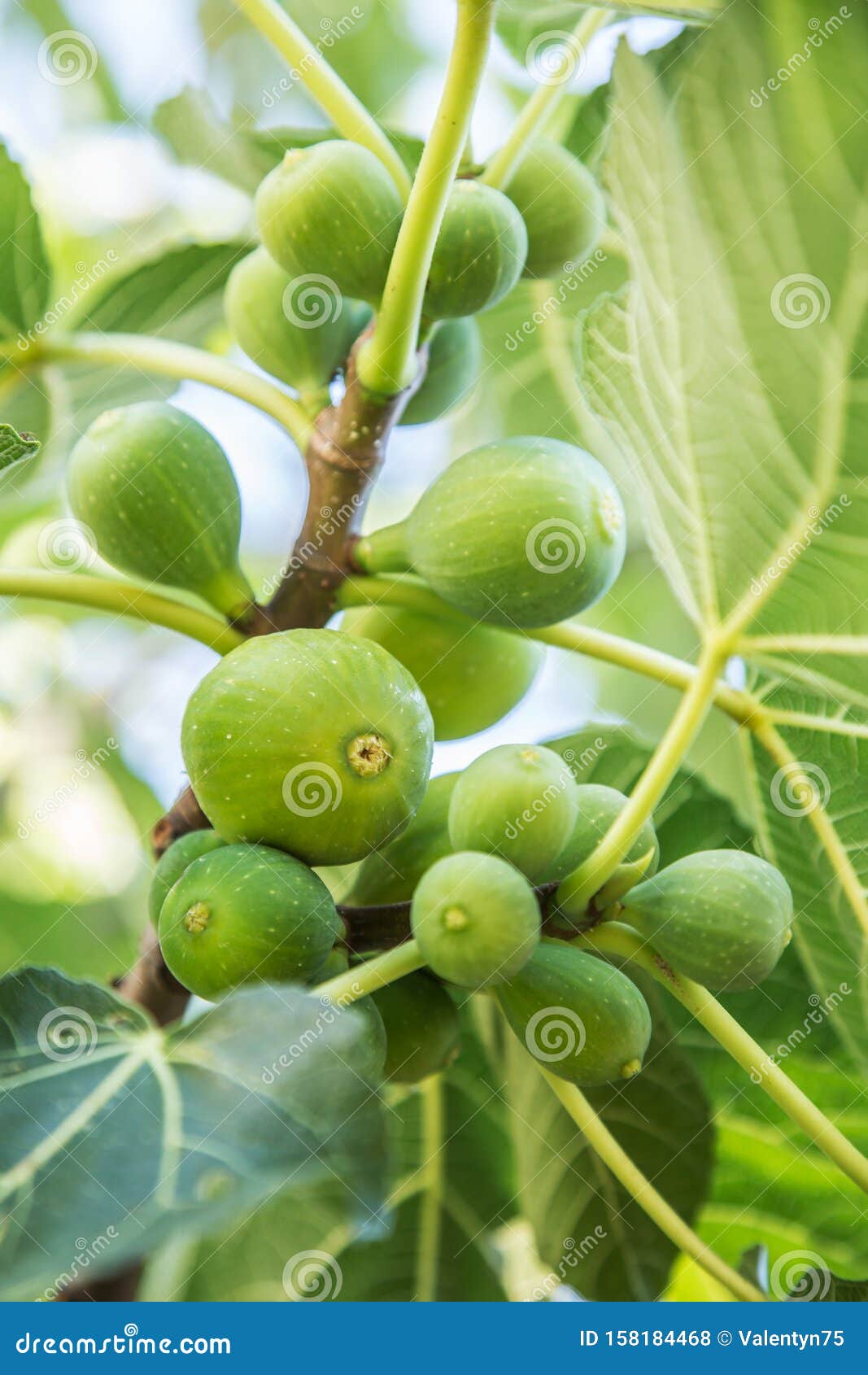 Ripe Fig Fruits on the Tree Stock Photo Image of ripe, figs 158184468