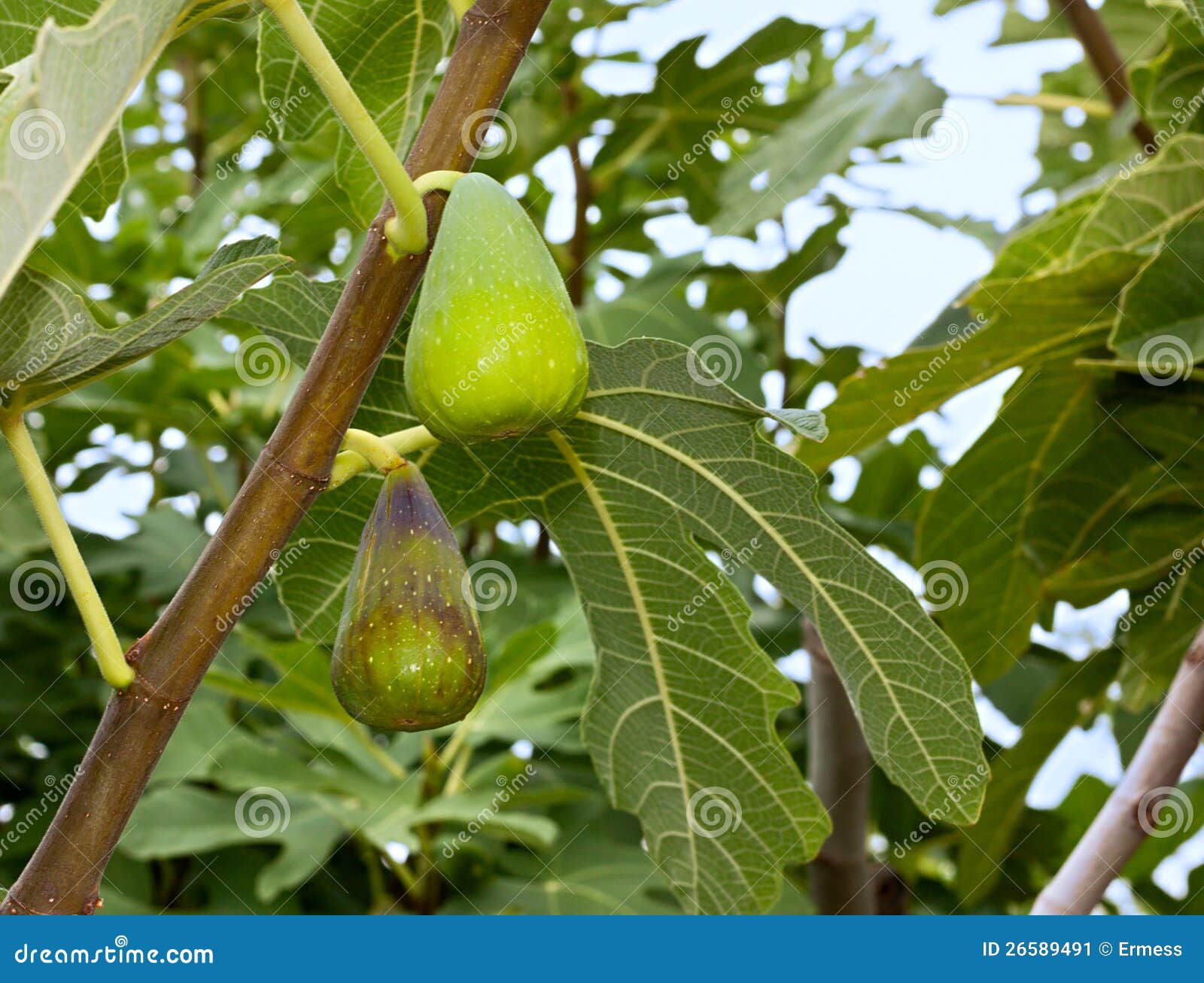 Ripe figs stock image. Image of cultivation, natural 26589491