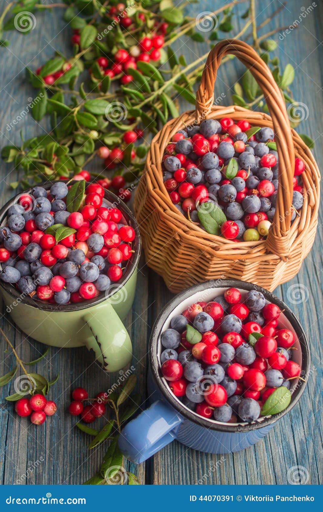 Ripe forest berries stock image. Image of cranberries 44070391