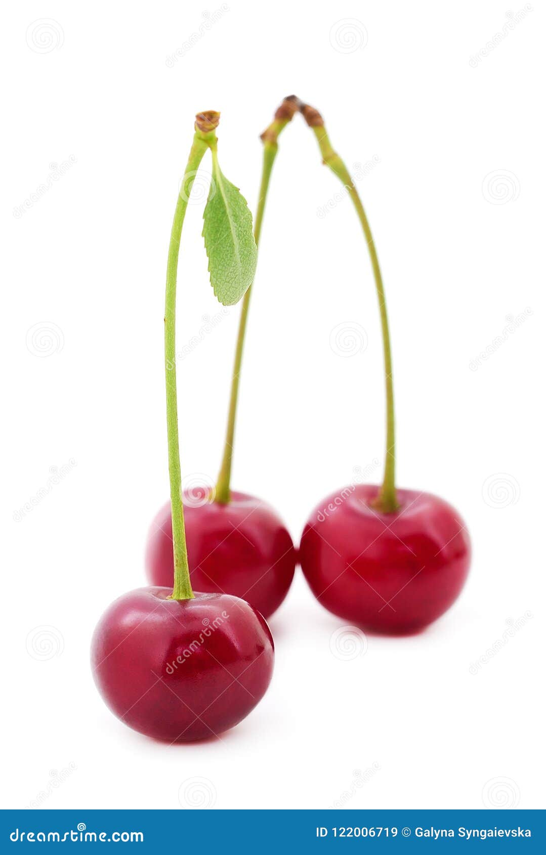 Red cherry isolated. stock image. Image of sweet, gourmet - 122006719