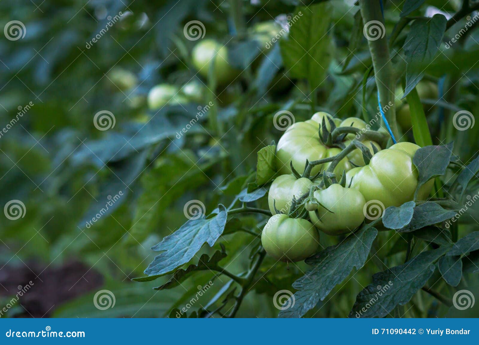 Ripe fruits of tomatoes stock photo. Image of process 71090442