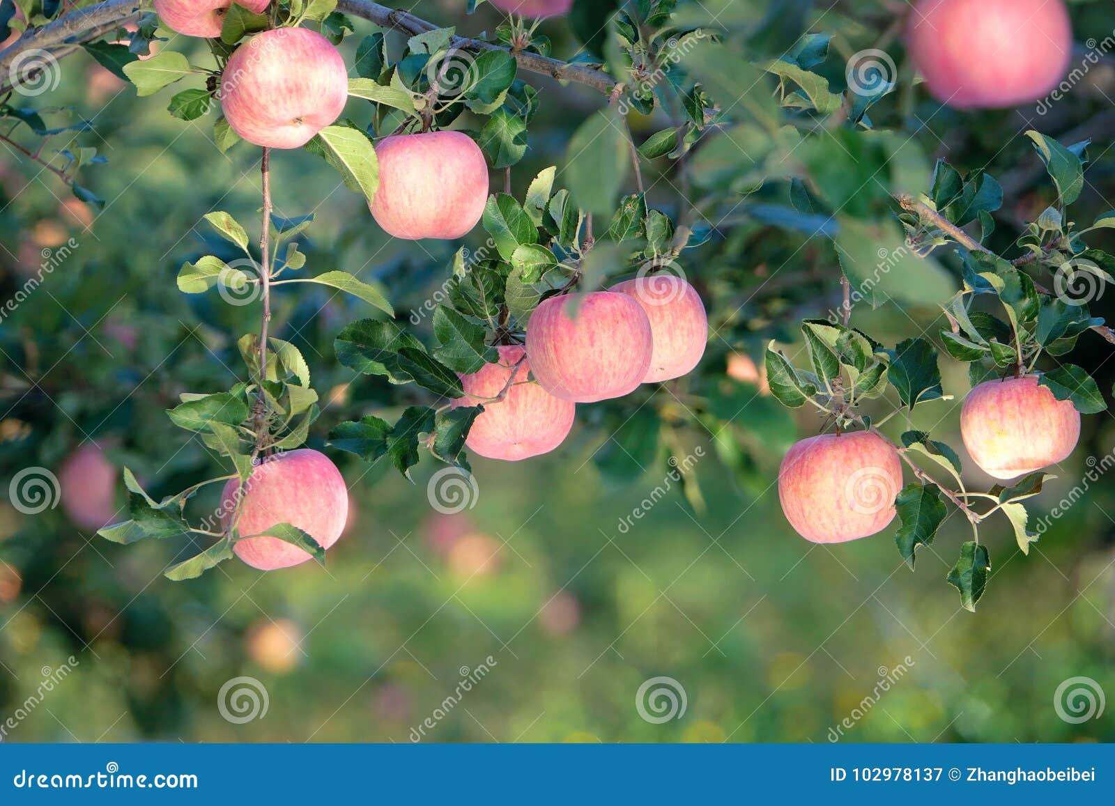 Fuji apple stock image. Image of apple, harvest, eating 102978137