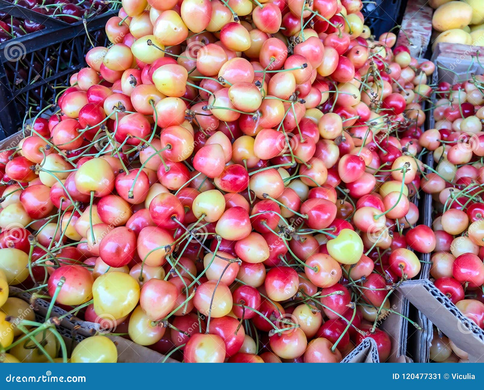 Ripe Garden Pink Cherry. Fruit, Vitamins Stock Image - Image Of Lifestyle, Berry: 120477331