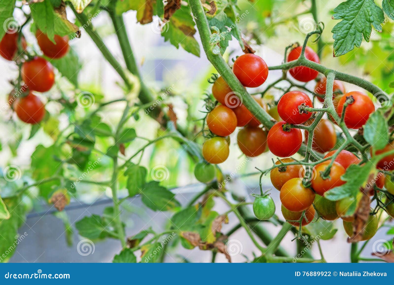 Ripe Garden Tomatoes Ready for Picking. Stock Photo Image of cherry