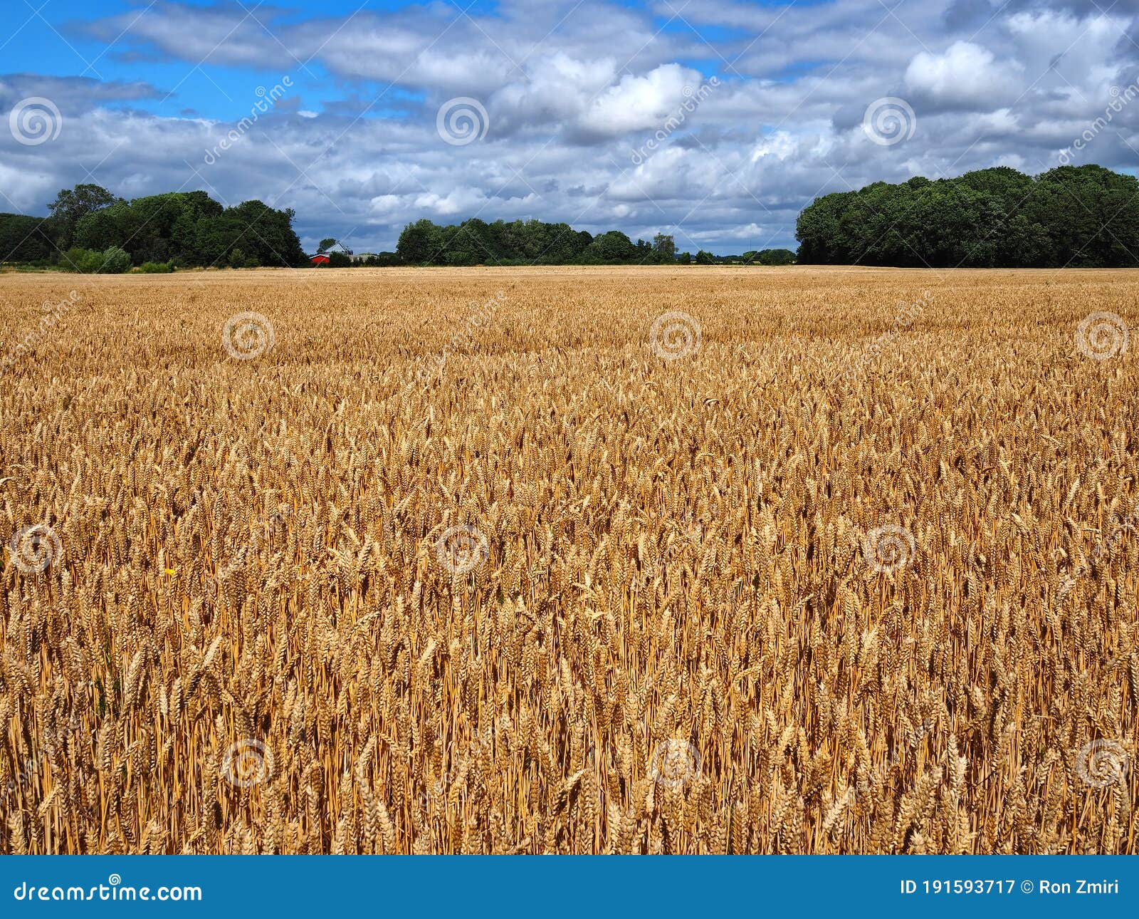 ripe golden wheat in a field just before the harvest