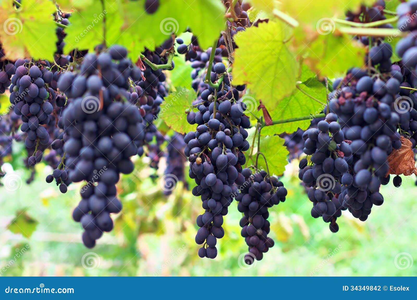 Ripe grapes Moldova. stock photo. Image of fall, fresh 34349842