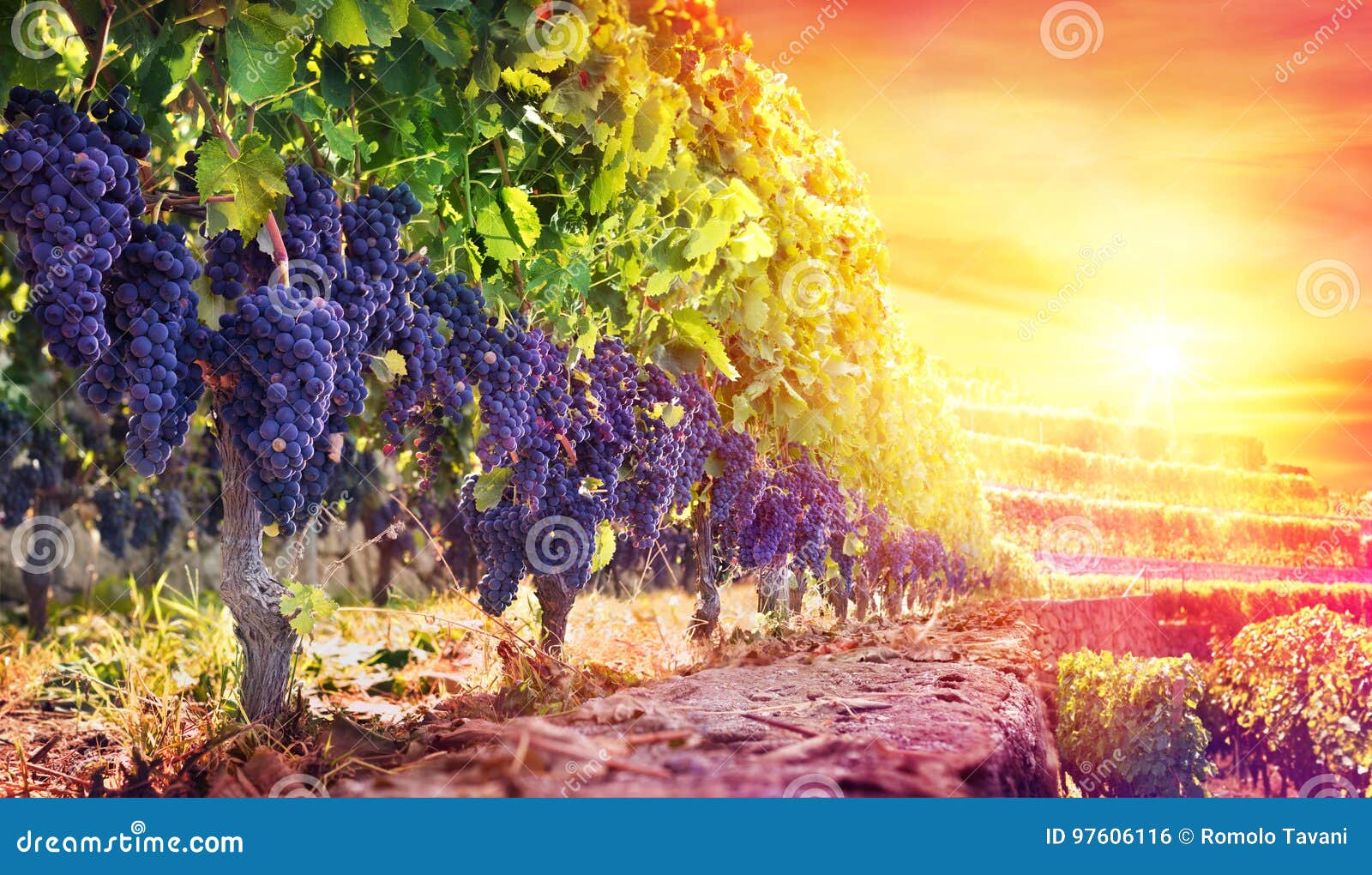 Ripe Grapes in Vineyard at Sunset Stock Photo Image of viticulture