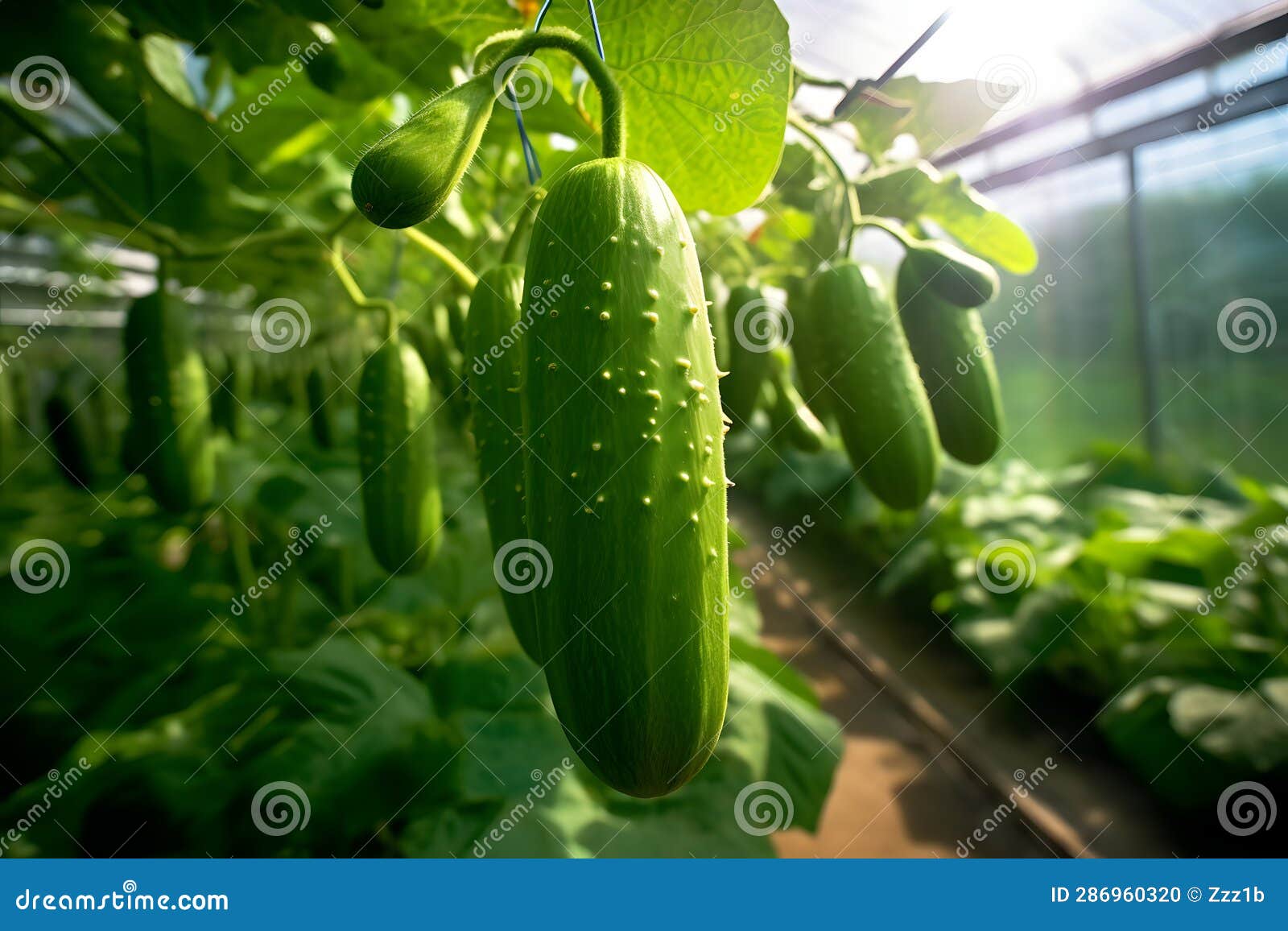 ripe green cucumbers hangin in a greenhouse, neural network generated photorealistic image
