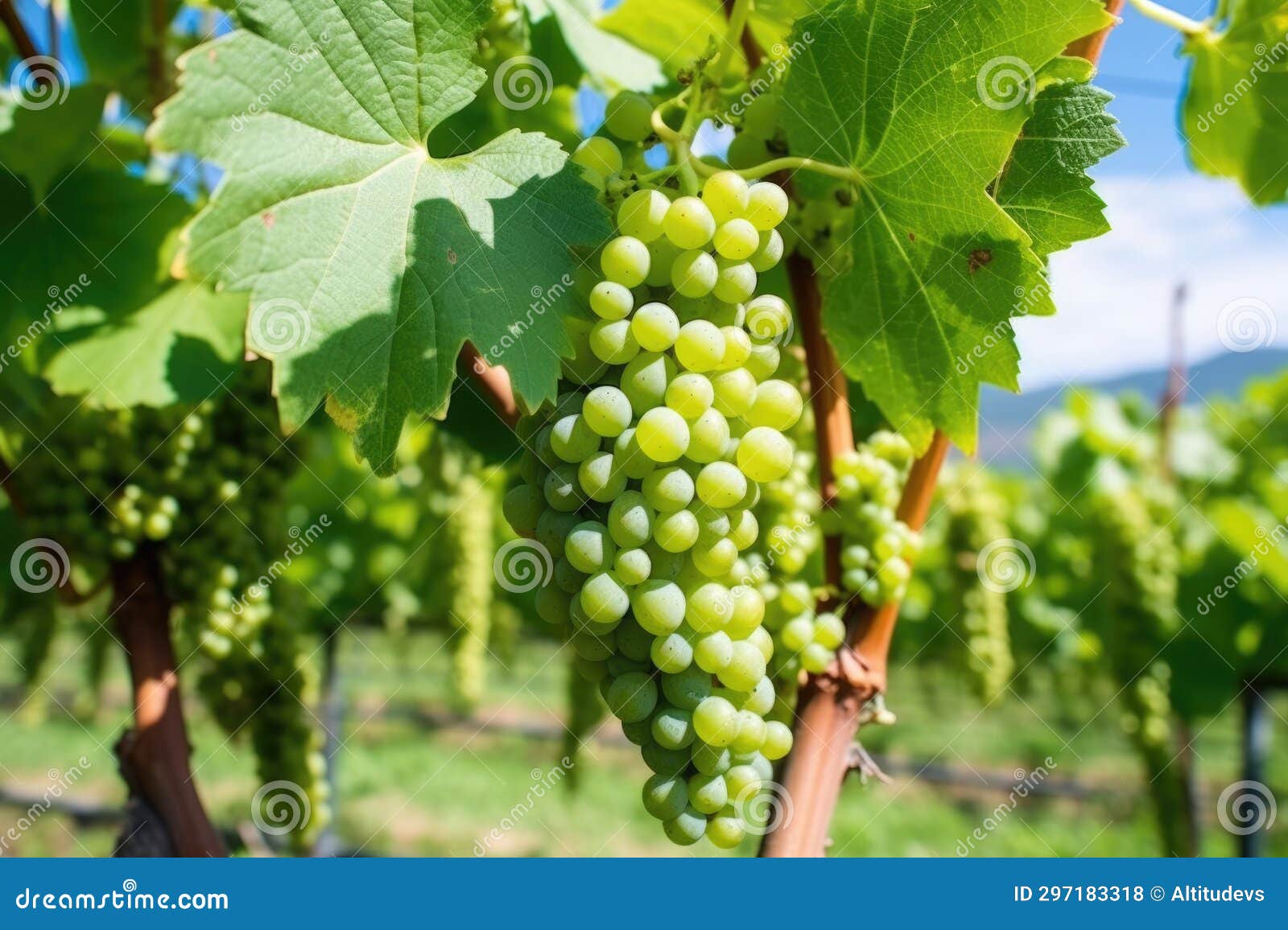 Ripe Green Grapes Ready for Harvesting in Vineyard Stock Photo - Image ...