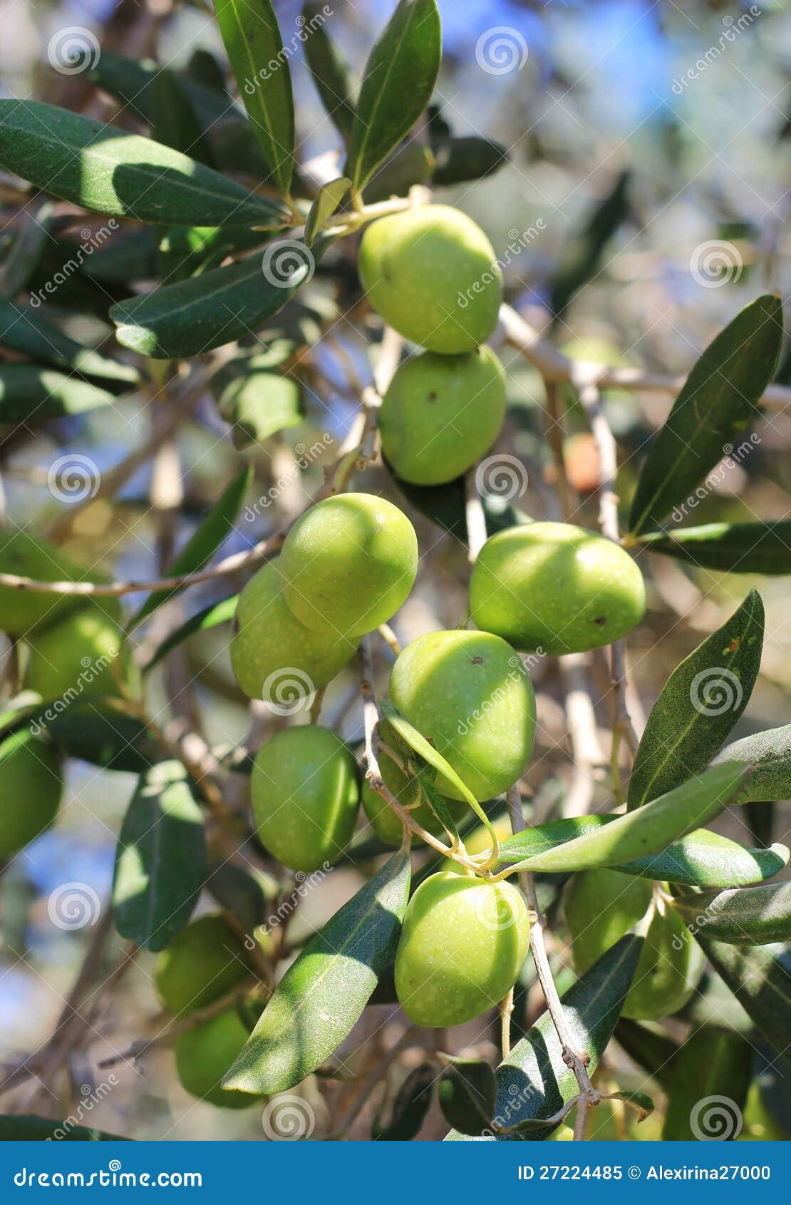 Ripe Green Olives on a Branch Stock Image Image of grades