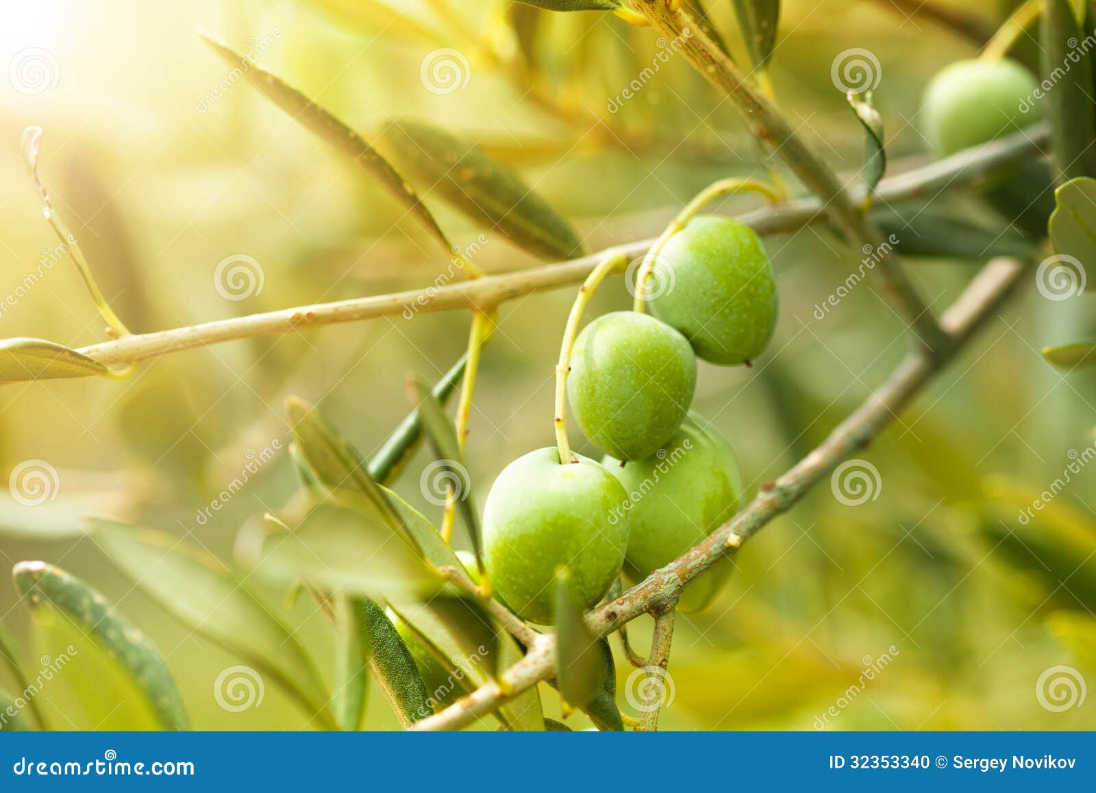 Ripe green olives stock photo. Image of olives, harvest 32353340