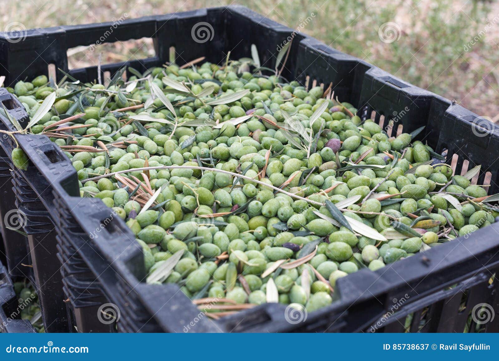 Ripe green olives stock image. Image of pick, antioxidant 85738637