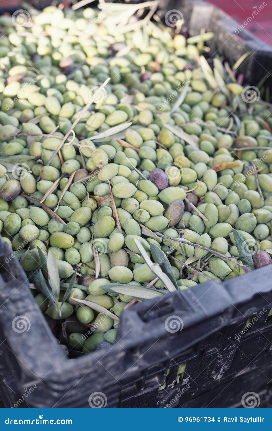 Ripe green olives stock photo. Image of leaf, nutrition 96961734