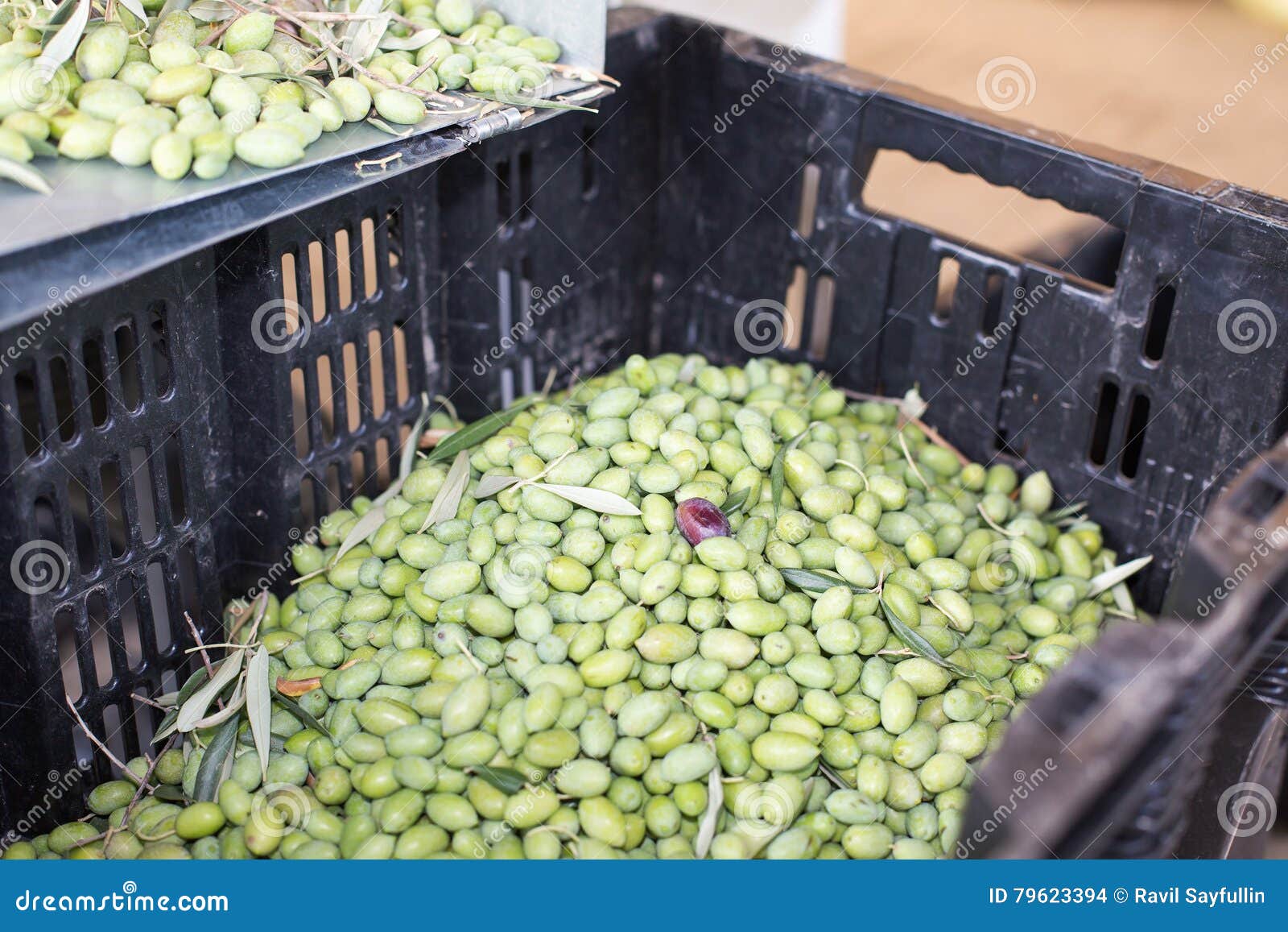 Ripe Green Olives Collected in Box Stock Photo Image of grove, plant