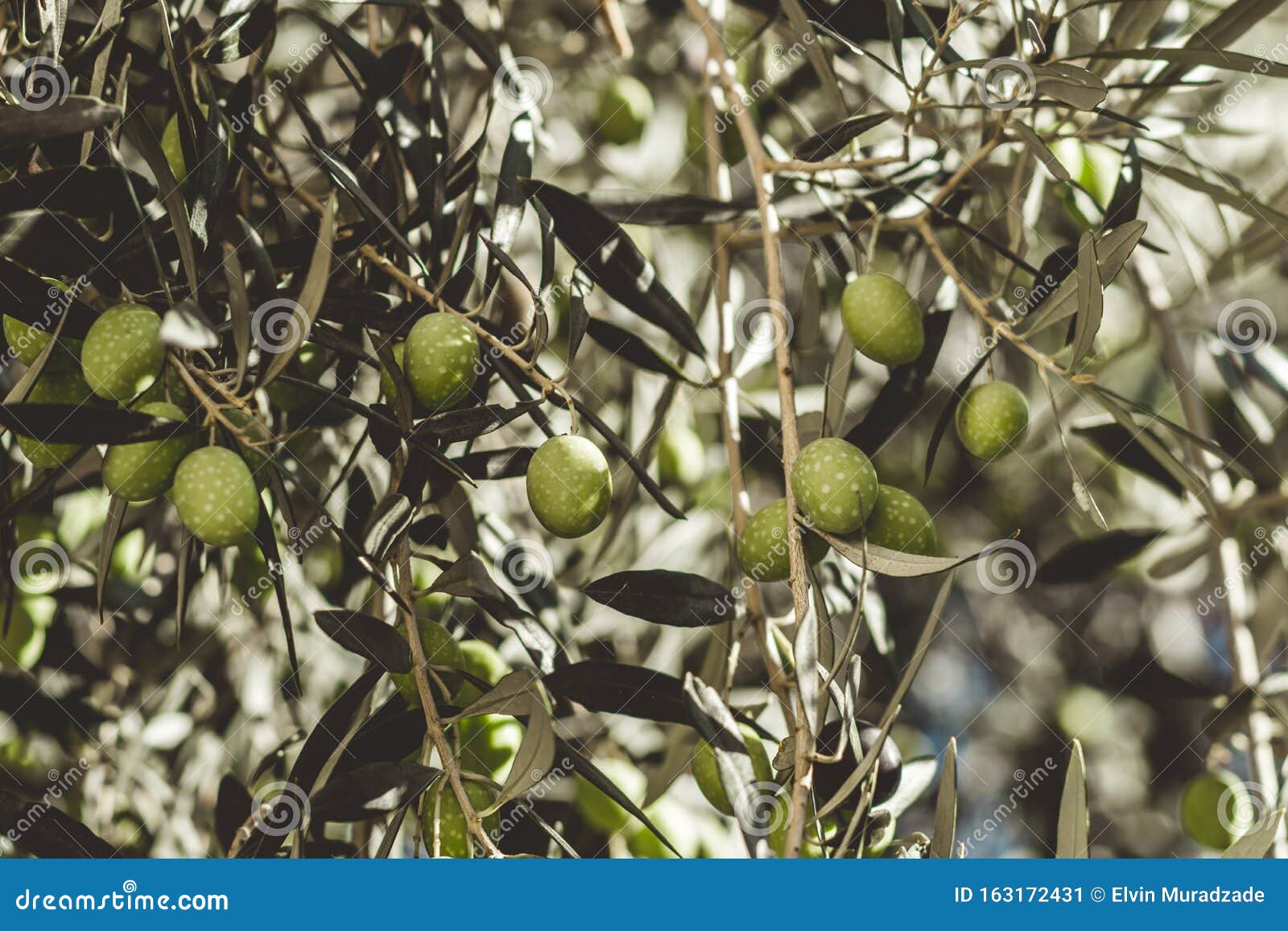 Ripe Green Olives on the Tree Stock Image Image of close, peace