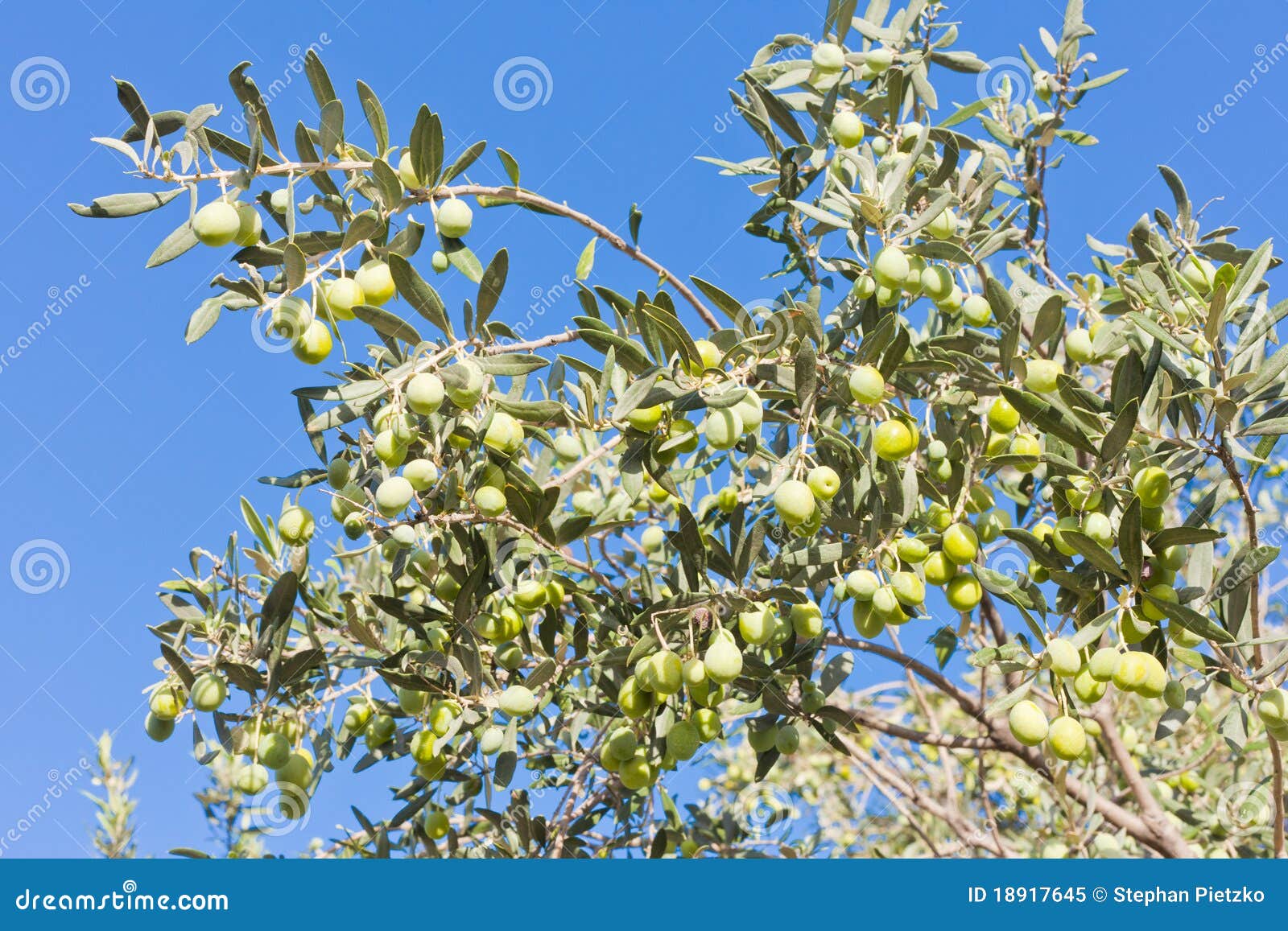 Ripe Green Olives on Tree stock image. Image of blue 18917645