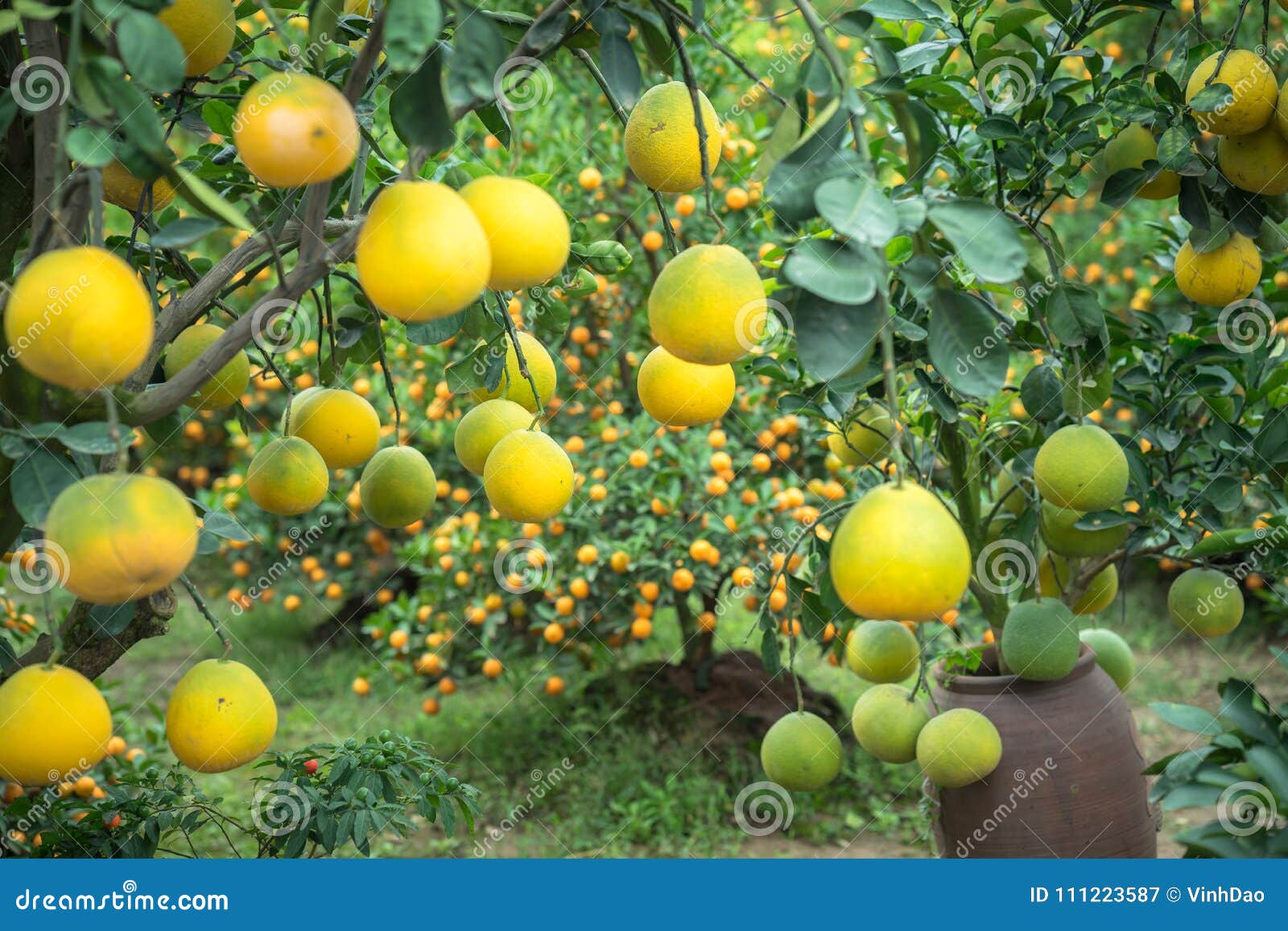 Ripe and Green Pomelo Fruit Tree in the Garden. Stock Image Image of