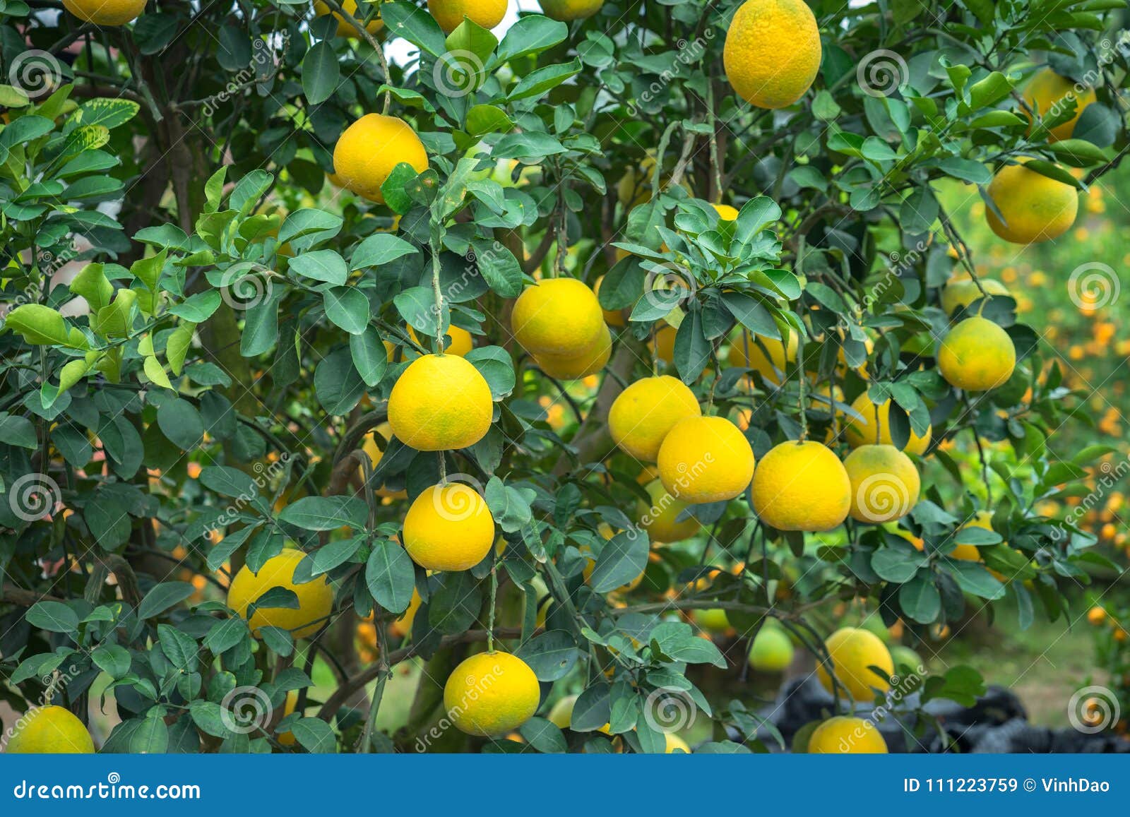 Ripe and Green Pomelo Fruit Tree in the Garden. Stock Image Image of market, branch 111223759