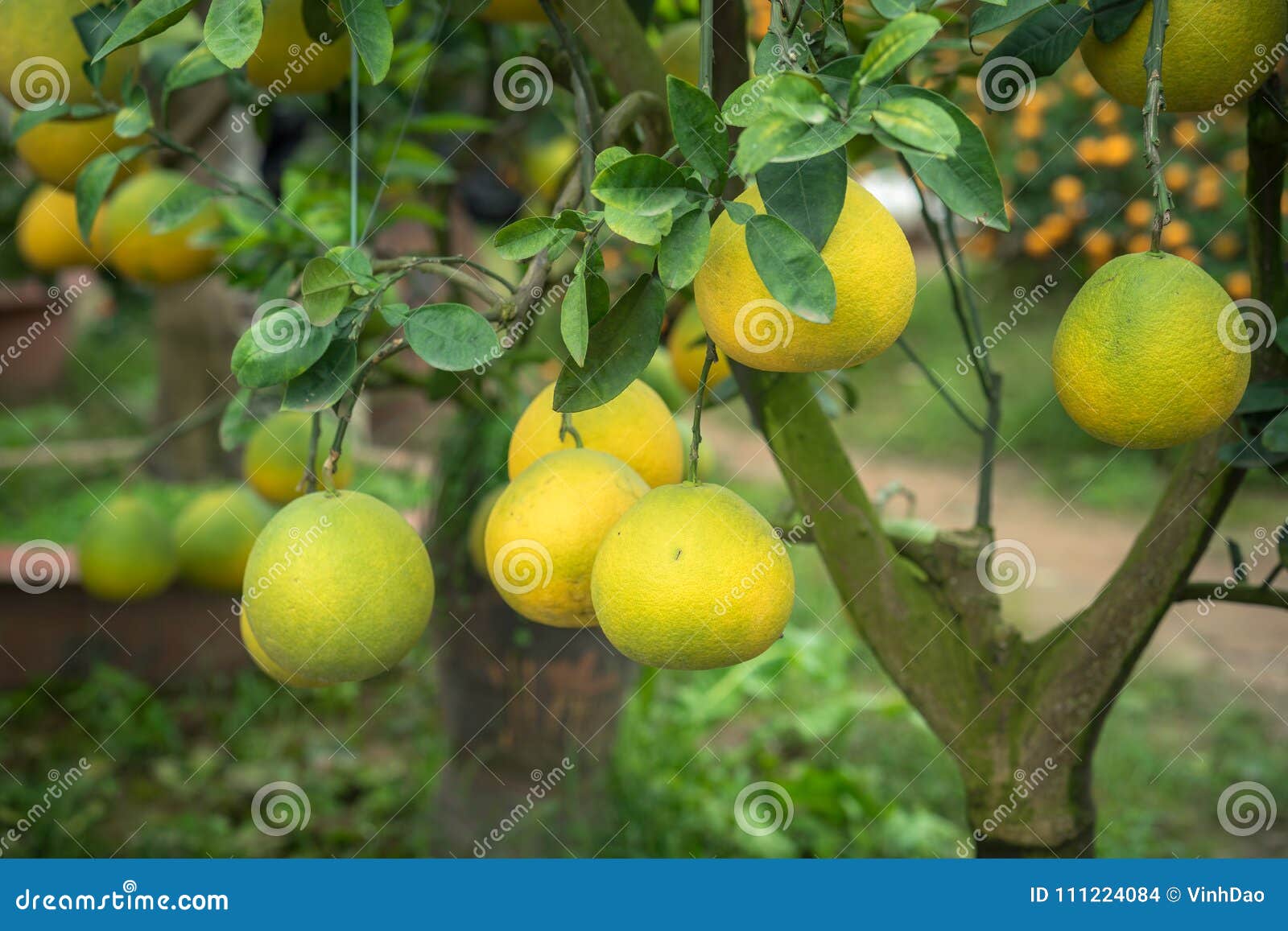Ripe and Green Pomelo Fruit Tree in the Garden. Stock Photo Image of