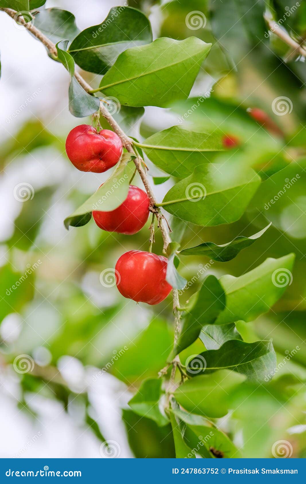 ripe herries on tree