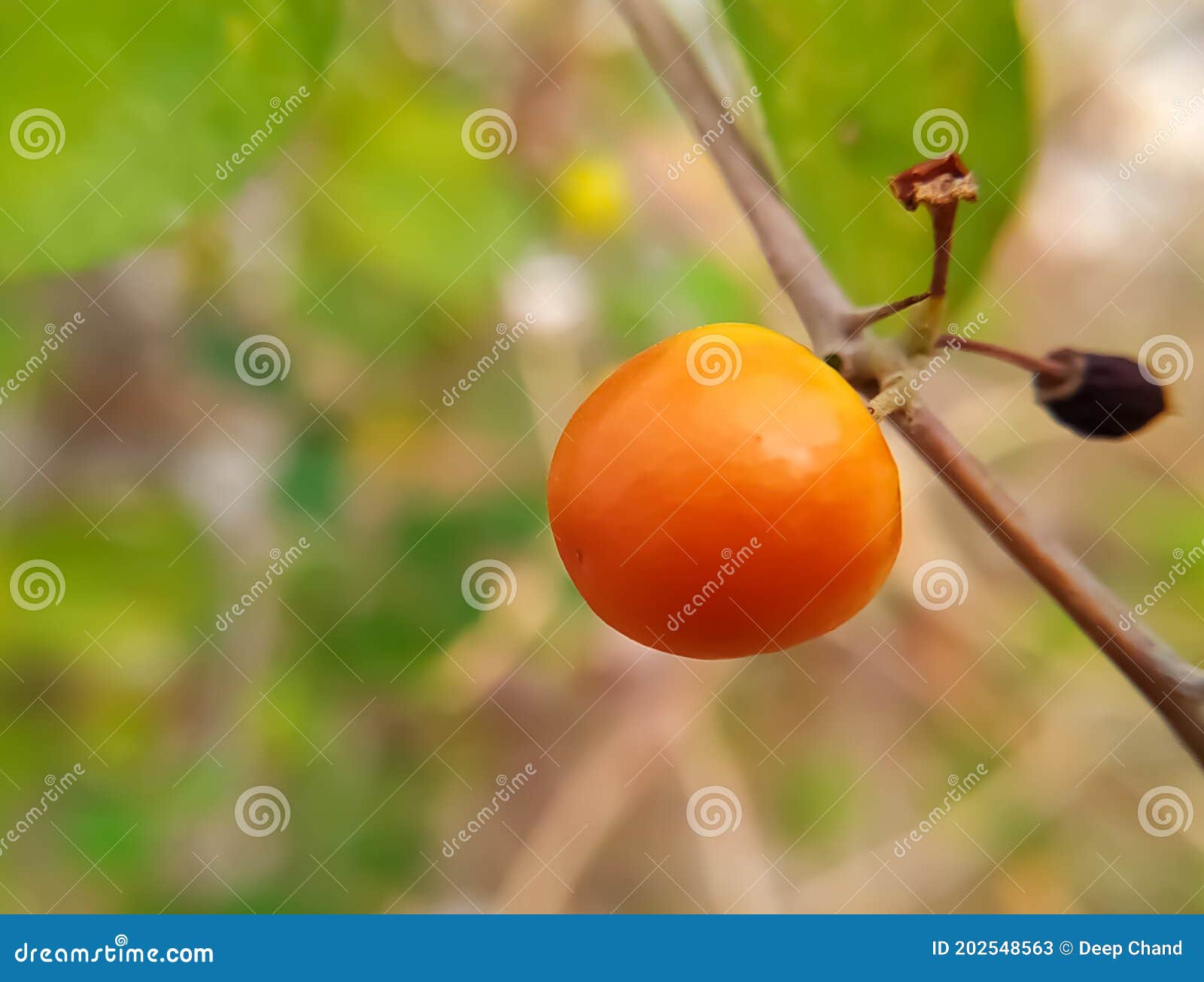 ripe indian jujube or ber fruit on a branch