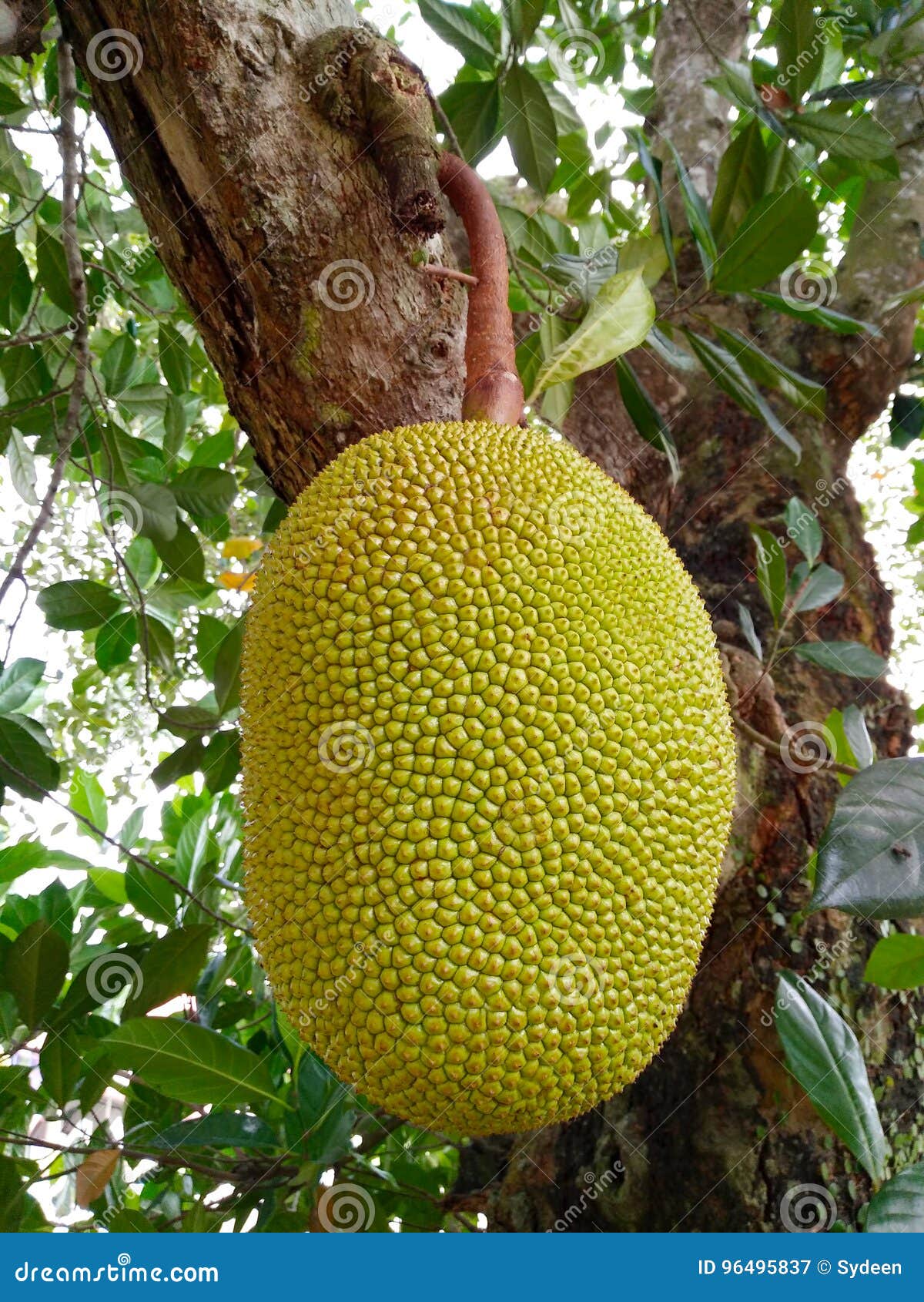 Ripe jack fruit stock image. Image of fruit, tropical 96495837