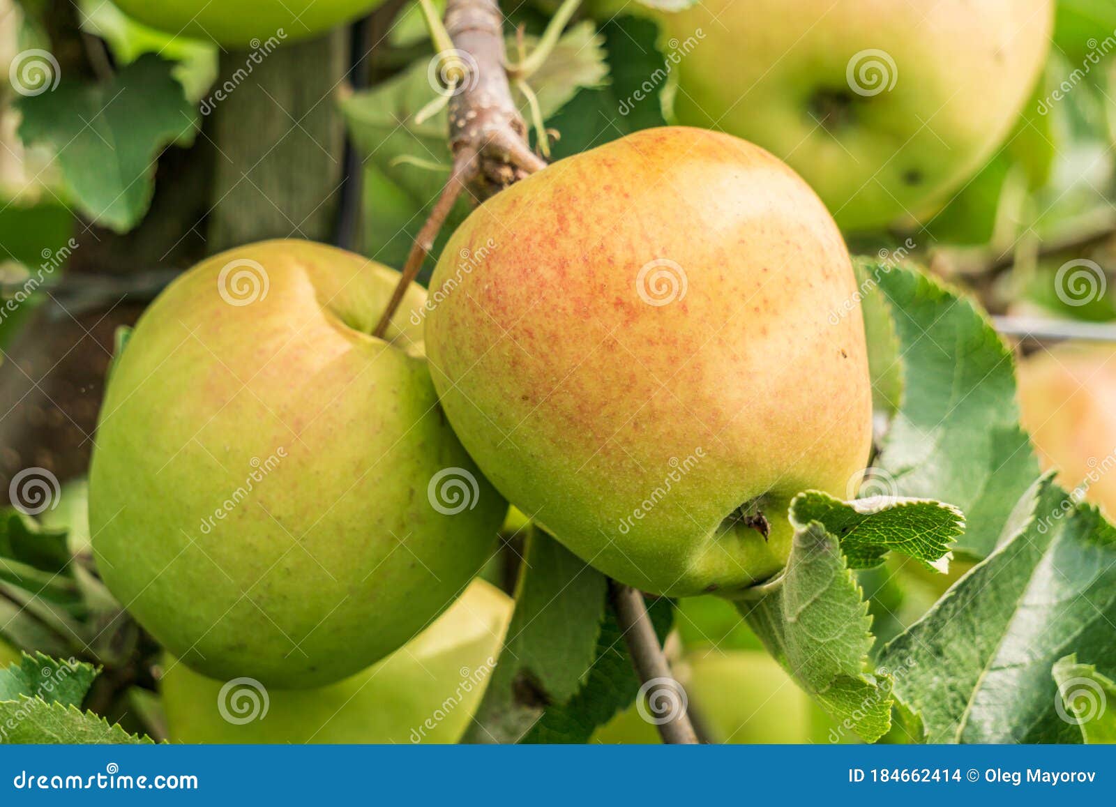 Ripe Jonagold Apples on the Tree Branch Closeup Stock Photo Image of