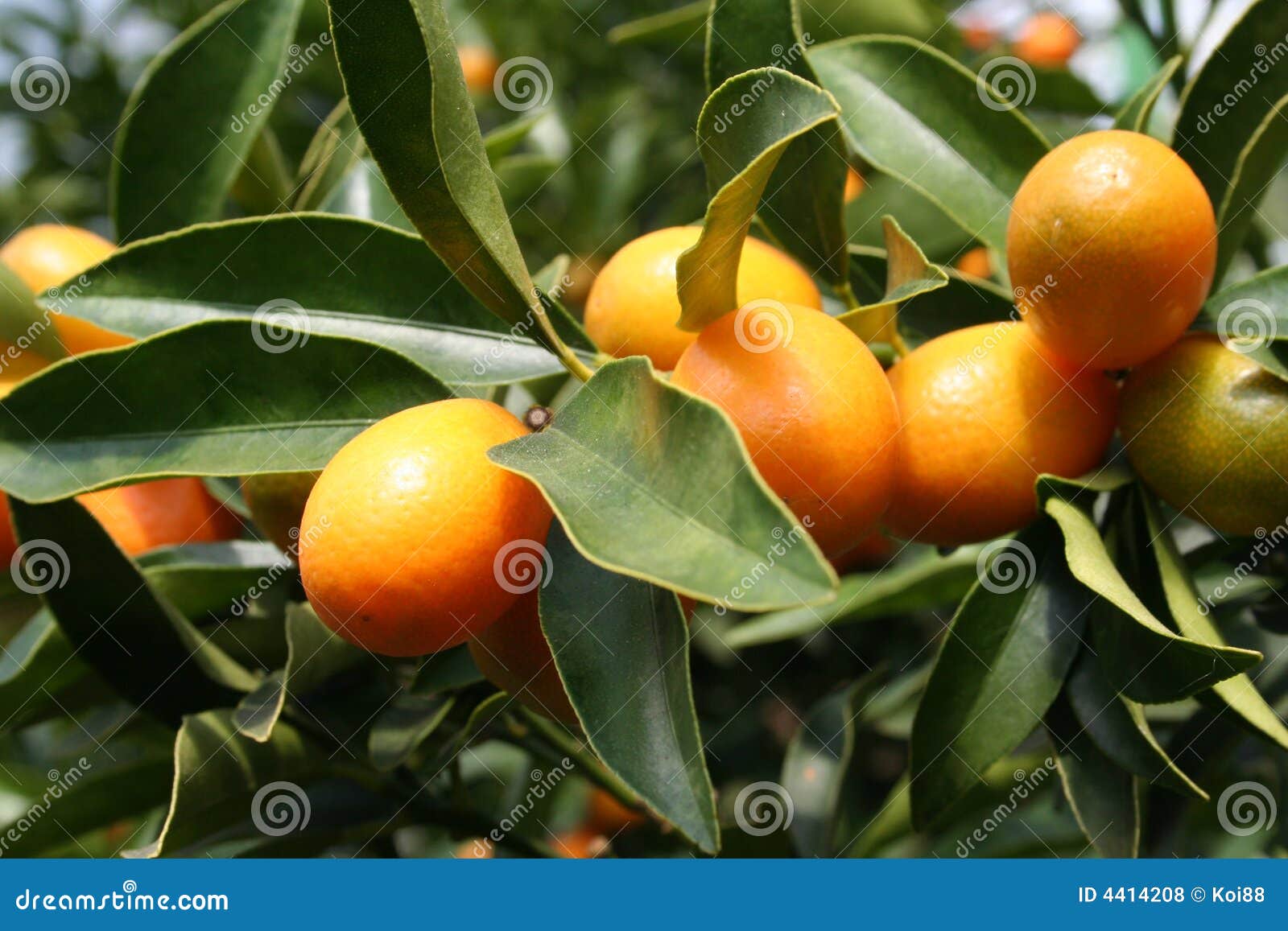 Ripe Kumquats stock photo. Image of shiny, ripe, yellow 4414208