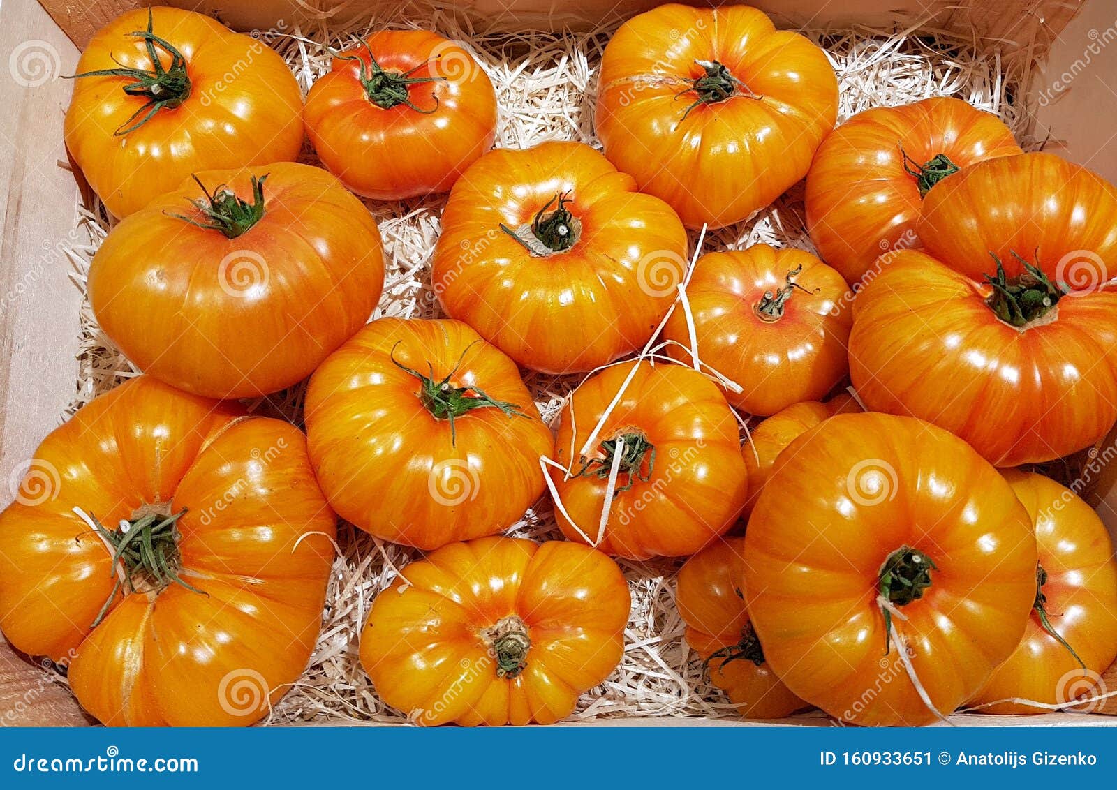 Ripe Large Orange Tomatoes Collected from a Home Garden and Stacked in ...