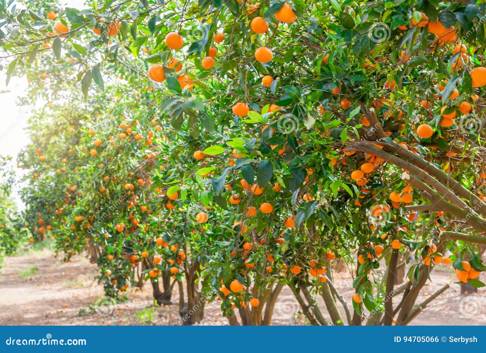 Ripe Mandarin Tree Growing in the Farm Garden. Stock Photo Image of